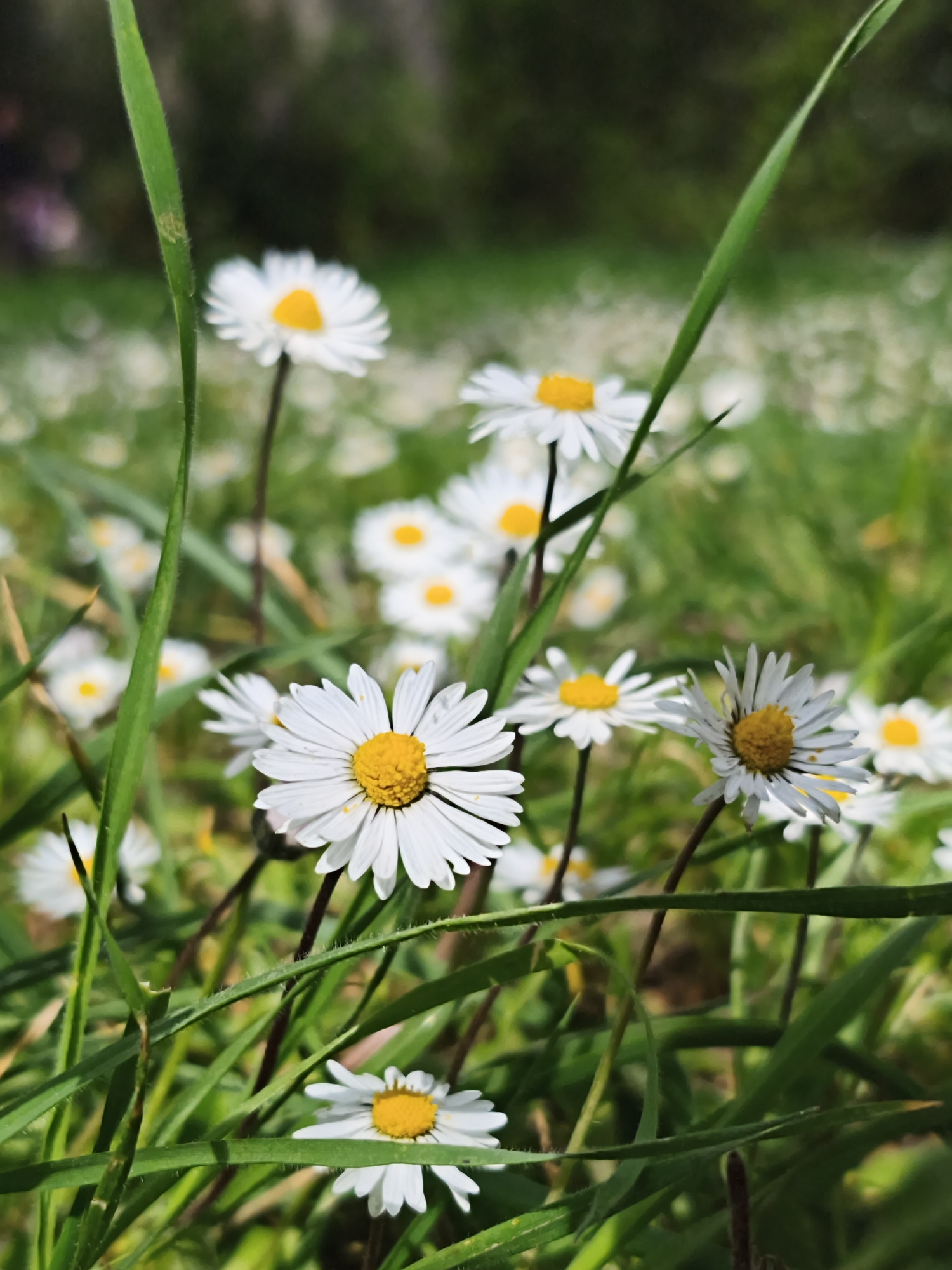 The image shows a field of daisies interspersed with blades of grass, possibly in the city of Алупкинский городской совет, Ukraine. The daisies have white petals and yellow centers. The grass is green and varied in height. The background is blurred, suggesting a depth of field focused on the daisies in the foreground.