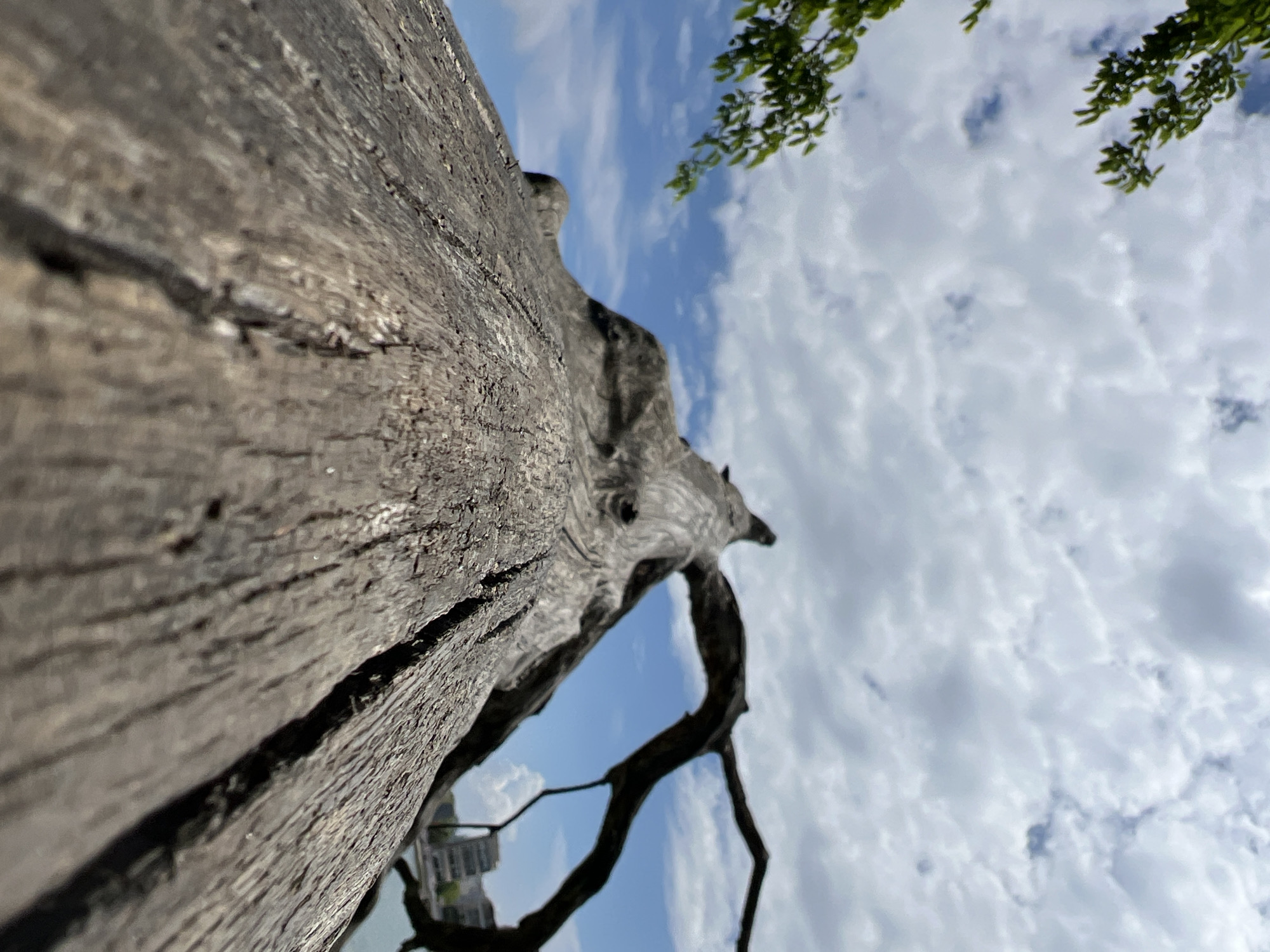A low-angle, rotated perspective of a weathered tree trunk dominates the left side of the frame, exhibiting deep cracks and rough texture. The trunk extends into the center of the image, where a complex network of branches and sky meet. Patches of green foliage appear at the upper right corner. The sky is partly cloudy with a blue sky visible in sections. A building can be seen in the lower left-hand area. The image location is in the city of Krasnodar, Russia.