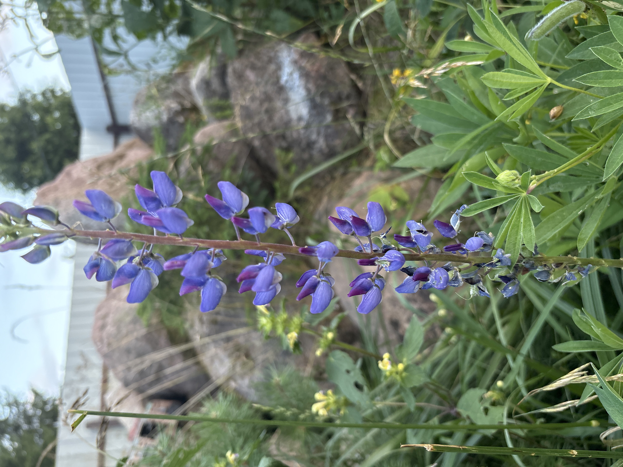 A single stalk of purple lupine flowers stands upright in the foreground of a naturalistic setting, likely a garden or wild area. The flowers are detailed, with individual blossoms showcasing delicate purple petals tinged with darker hues. Several drops of water cling to the petals, suggesting recent rain or dew. The stalk is surrounded by lush green foliage and blades of grass. In the background, large, rough-textured rocks are visible, some with what appears to be white spray paint markings. A pale, slatted fence runs horizontally across the upper portion of the background. The sky above is overcast. The scene is devoid of human presence and no identifiable actions are occurring. The location is described as Lyady, Russia.