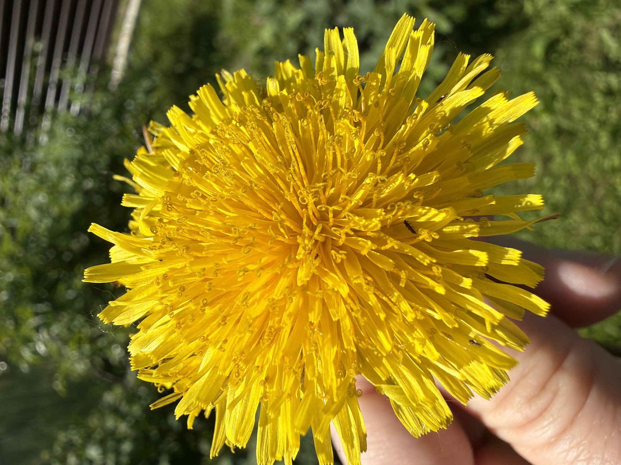 A close-up, top-down view captures a vibrant yellow dandelion, prominently featured and held by a human hand in bright daylight. The dandelion's numerous ray florets are in sharp focus, radiating outwards from its dense center, showcasing their individual tubular structures and texture. Several tiny, dark insects, possibly ants, are visible on the yellow petals. A delicate, wispy spiderweb can also be seen near the outer edge of the flower.
The human hand holding the dandelion is partially visible on the right side of the frame, revealing skin texture. The background is softly blurred, indicating a shallow depth of field, and appears to be green foliage or grass, suggesting an outdoor setting. In the upper left background, a blurred structure resembling a garden rake or a slatted fence is discernible. The strong, natural lighting creates distinct highlights on the flower, indicative of direct sunlight. No text is visible in the image.