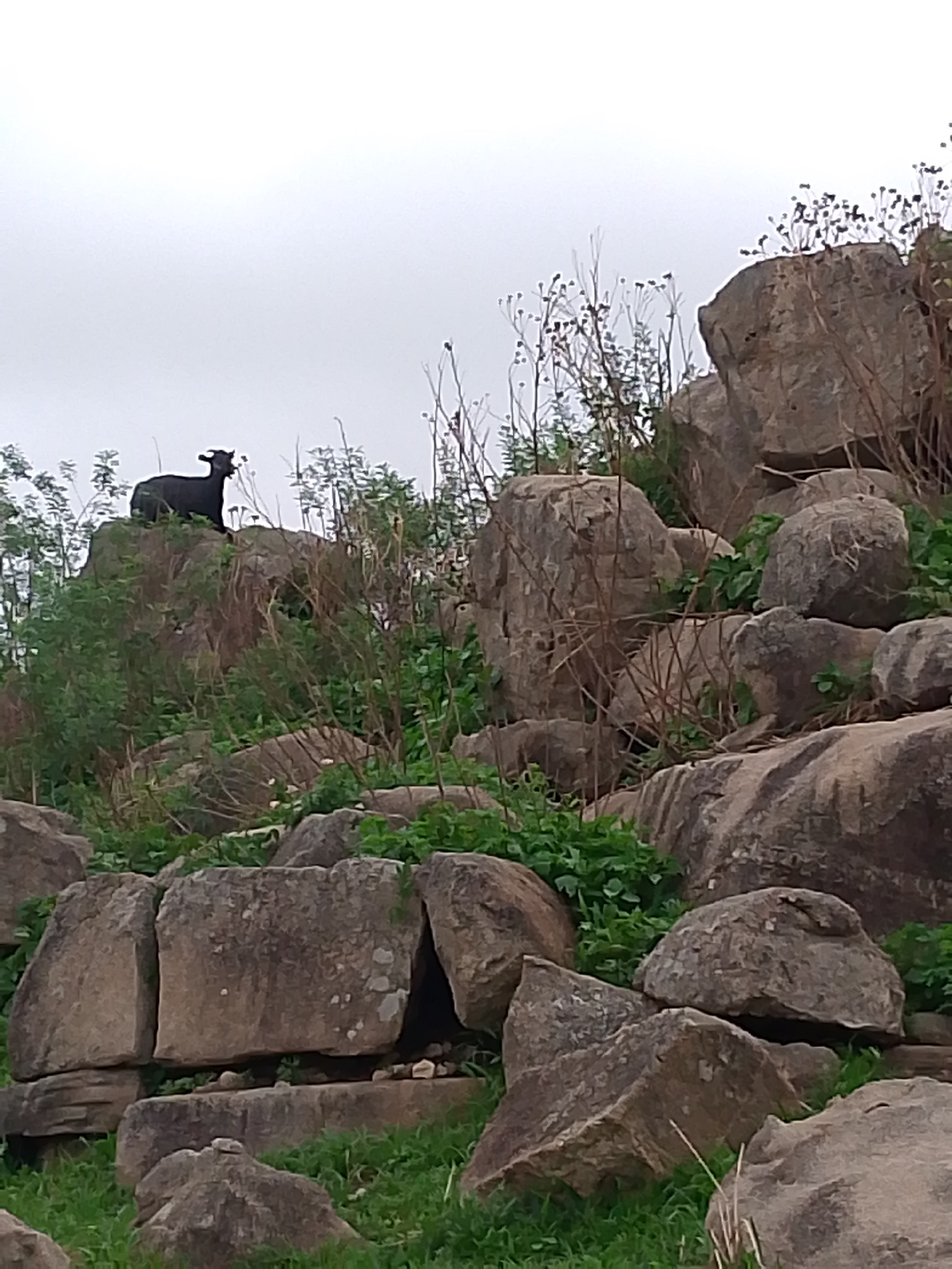 A black goat stands atop a rocky outcrop in Barikin Gidar Kanat, Nigeria. The landscape is composed of large, irregularly shaped rocks, partially covered with green vegetation and dry, thin branches. The sky is overcast.