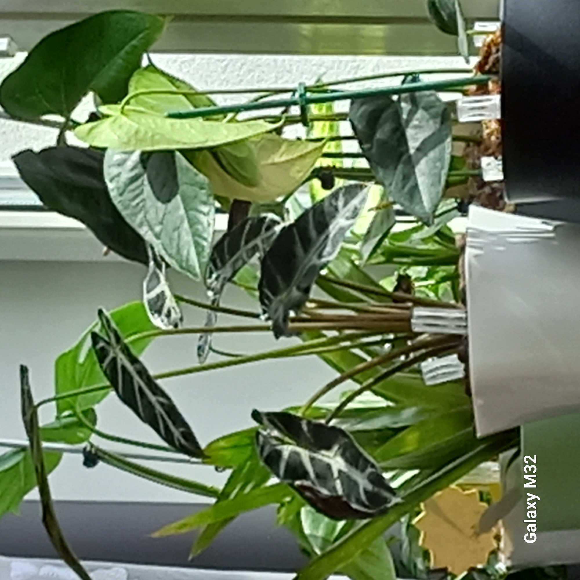 In a bright indoor setting, likely a sunlit room, several potted plants are arranged near a window. The plants exhibit lush green foliage with some featuring striking dark green leaves with silver or white veining. One plant prominently displays elongated, dark leaves with bold white stripes. Another appears to have lighter green, heart-shaped leaves. The plants are in various pots, including a white, angular planter and a dark, round planter. Small clear plastic markers or supports are visible amongst the soil in some of the pots. In the foreground, a yellow tag with an indecipherable inscription is attached to one of the plants. The text "Galaxy M32" is superimposed on the lower left corner of the image. The background consists of a light-colored wall and a window, suggesting an urban or suburban environment. The scene is devoid of any individuals or discernible actions, focusing solely on the arrangement of the plants. The location of Olsztyn, Poland, is not visually represented in this image.