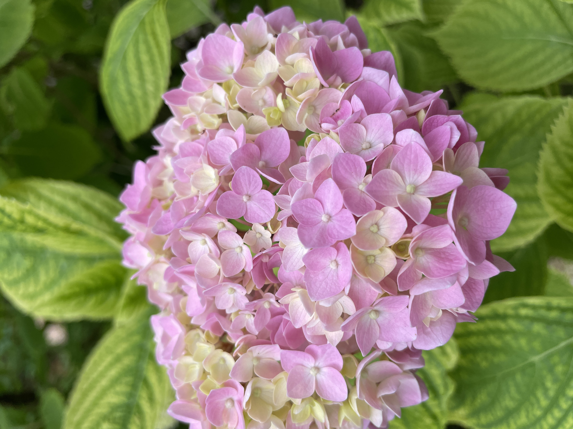 A close-up, eye-level, vertical shot features a large, spherical cluster of pink and pale yellow hydrangea flowers. The flowers are densely packed, with individual blooms exhibiting delicate, layered petals. The background is filled with lush, green hydrangea leaves, some of which have variegation in lighter green. The scene is brightly lit, suggesting daylight conditions. There are no people or any man-made structures visible in the image. The image is of a flower and its surrounding foliage.