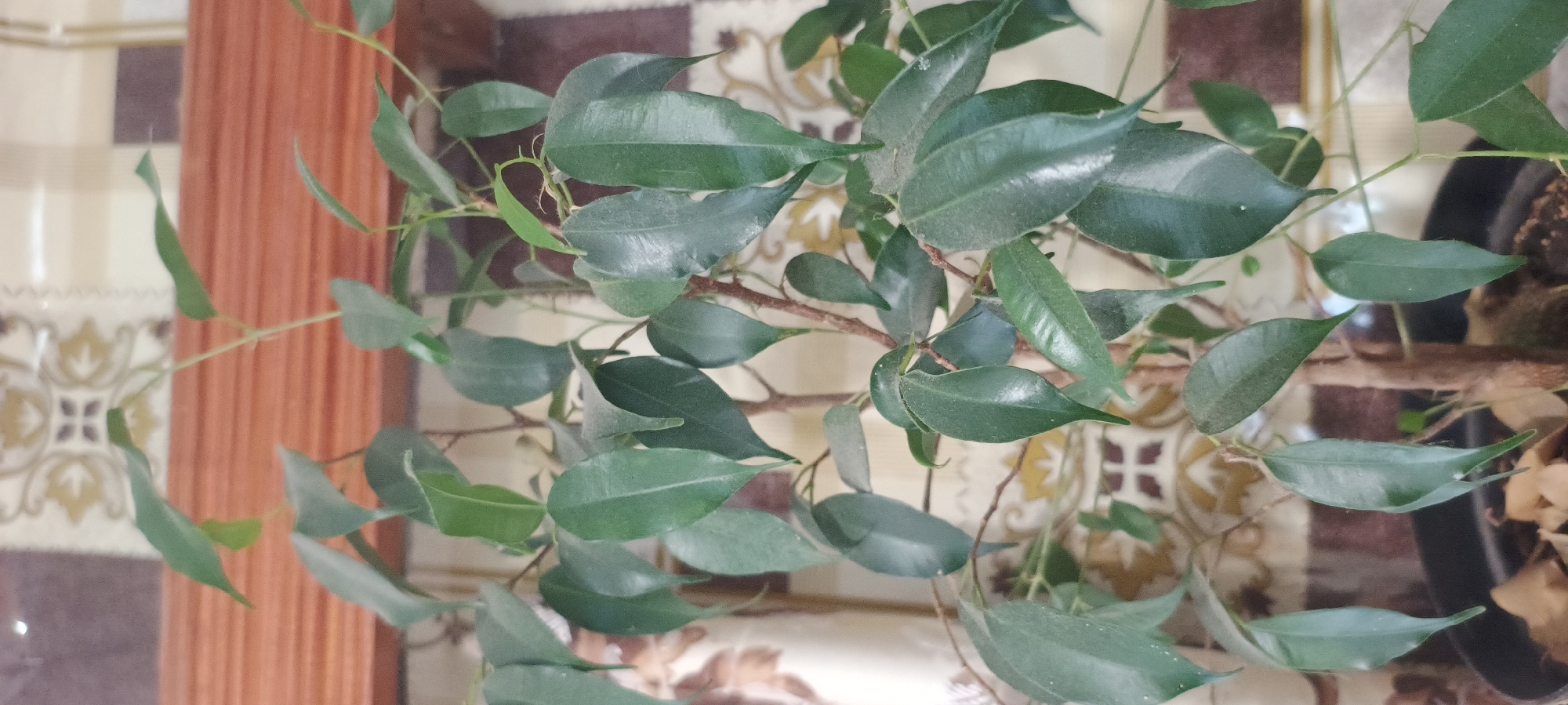 An indoor potted plant, likely a ficus, is shown in close-up against a patterned backdrop. The plant has numerous green leaves on thin brown stems. The background consists of a wall with a decorative pattern featuring geometric shapes and floral motifs in brown, beige, and white. A wooden shelf or trim is visible horizontally across the upper part of the image. The lighting appears to be natural, casting soft shadows. The overall impression is of a home environment.