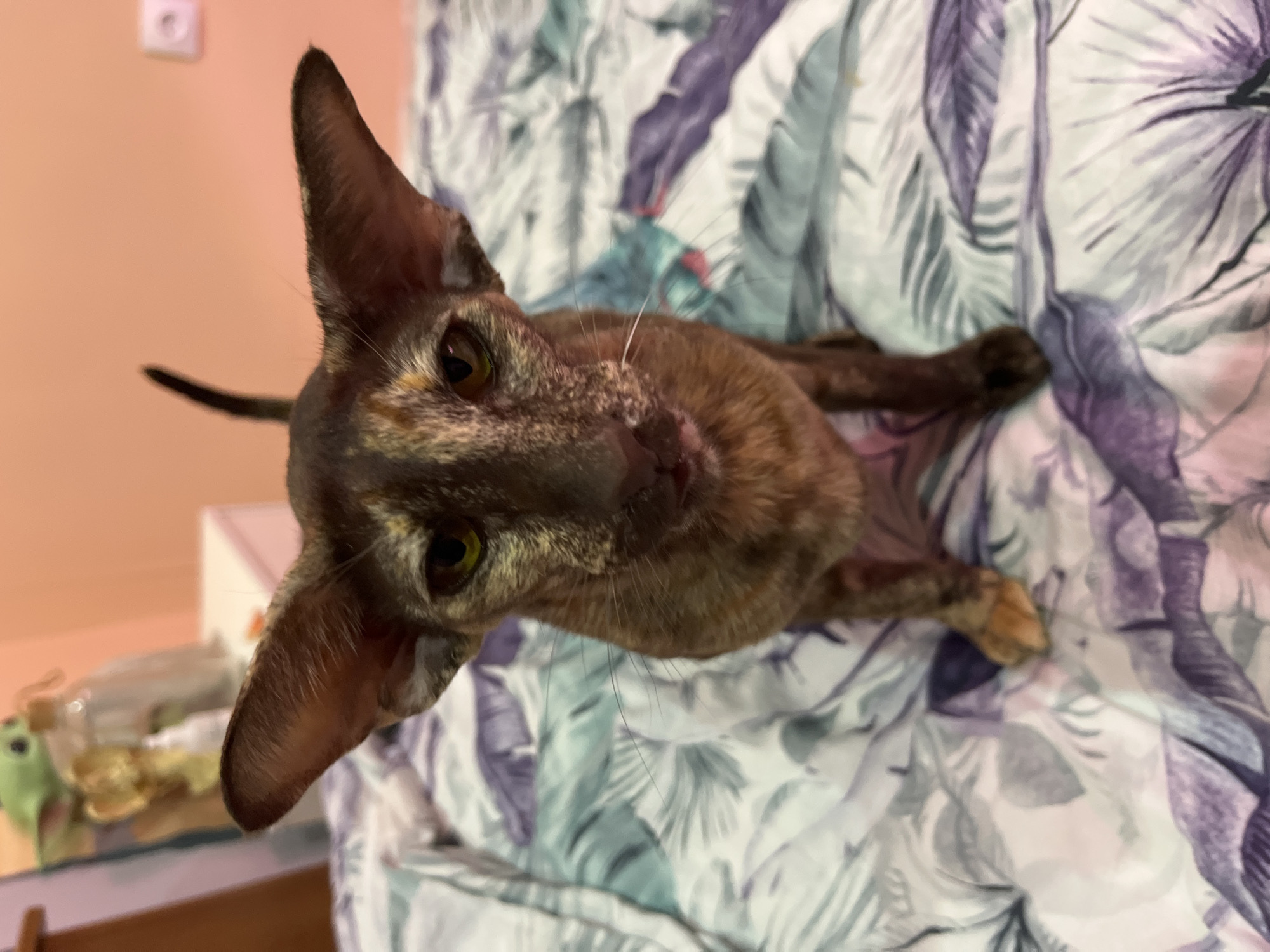 An Oriental Shorthair or similar breed cat with a tortoiseshell pattern is the central subject of this close-up, high-angle indoor photograph, taken in Chaikovsky, Russia. The cat lies on a patterned duvet cover, looking directly at the camera with large, curious green-gold eyes. Its fur displays a mix of dark brown, black, and lighter cream/orange patches, and it has distinctive large, pointed ears that stand erect. Visible whiskers extend from its muzzle. The cat's front paws are resting on the patterned fabric, while most of its body is obscured.
The duvet cover features a design of stylized leaves or feathers in shades of white, light blue-grey, and purple. In the blurred background to the left, a plain, light peach-colored wall is visible, with a white electrical outlet mounted on it. Below the outlet, on a blurry surface, a clear plastic bottle and a small green object, possibly a toy or figurine (resembling Grogu), can be discerned. The scene is brightly lit indoors, likely by artificial light given the soft, even illumination. There is no visible text in the image.