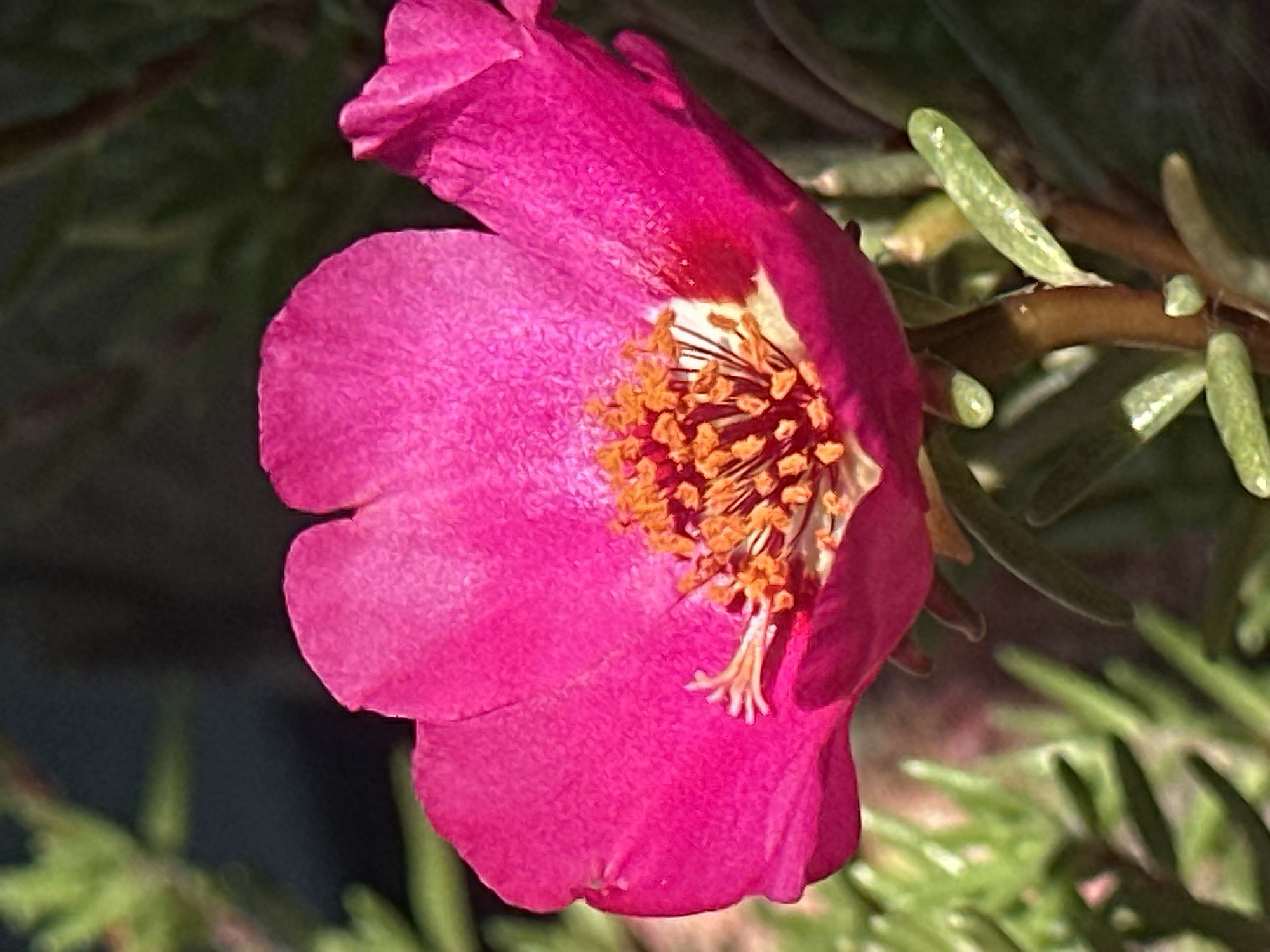 A close-up, eye-level, outdoor, natural light photograph captures a bright pink, five-petal flower in bloom. The flower is centered in the frame, with its petals spread open, revealing a cluster of orange stamens in the middle. The petals have a slightly ruffled texture and are illuminated by sunlight, creating subtle highlights and shadows. The flower is supported by a green stem and surrounded by out-of-focus green foliage. The background is dark and blurred, suggesting a shaded area or a dark surface. The image quality is sharp, with good detail in the flower's structure and texture. The location in Lobacheve, Ukraine, is not discernible from the image itself.