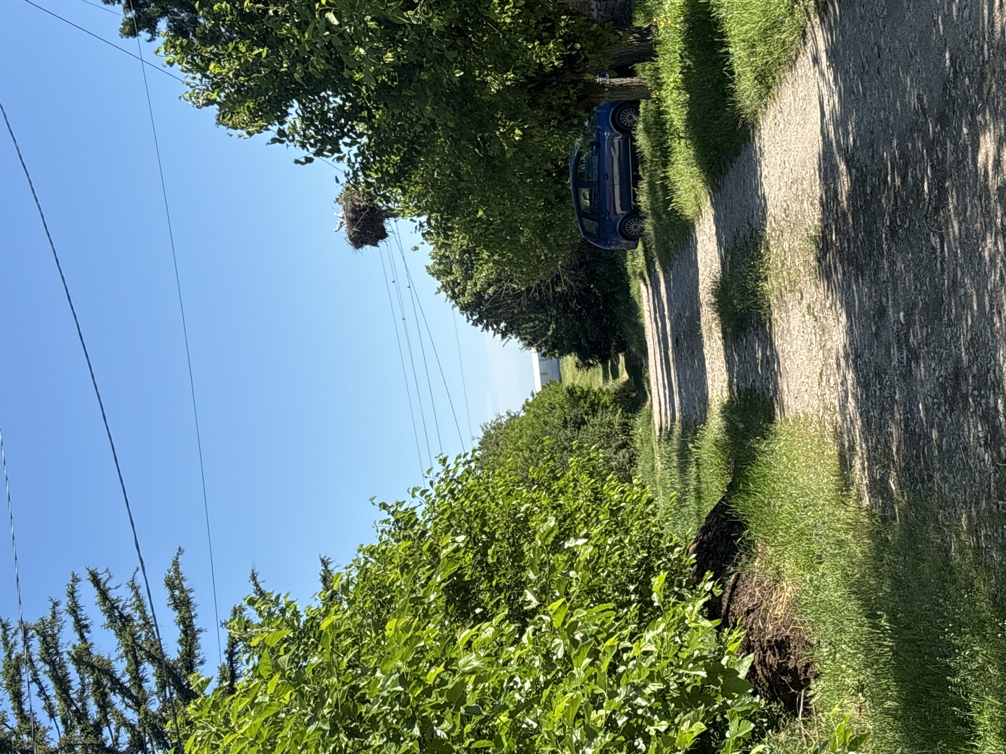 The image depicts a rural scene near Rogozen, Bulgaria. A narrow, gravel road runs along the right side of the frame, bordered by grass and vegetation. A blue car is parked under a tree next to the road. Above the road and trees, power lines run across the clear blue sky. A large bird nest is positioned on top of the power lines. The foreground is dominated by lush green foliage.