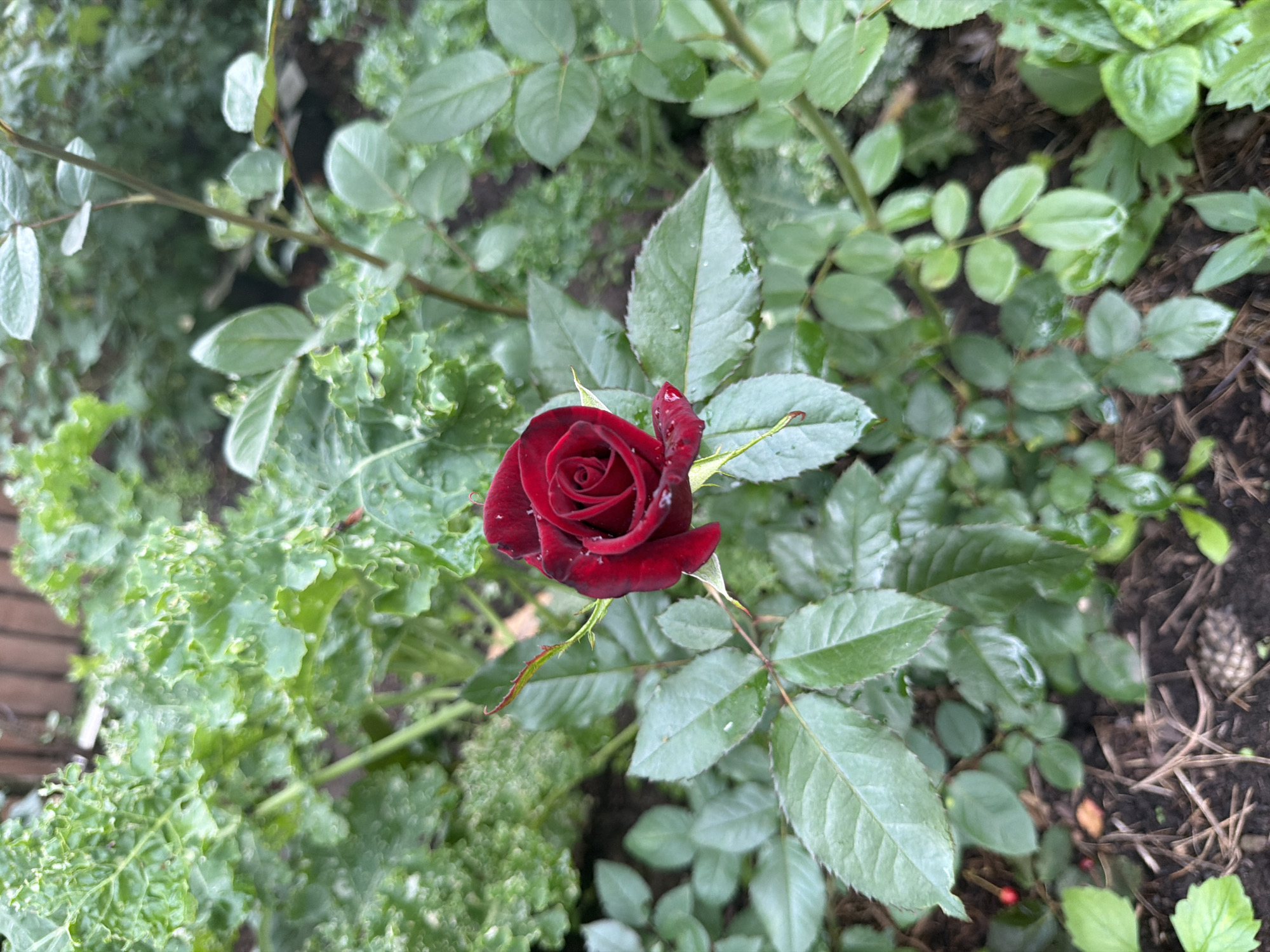 This is a high-angle, close-up shot of a single, dark red rose in bloom. The rose is the central subject, with its petals unfurling to reveal a tightly coiled center. The petals are a deep, velvety red with a slight sheen, and a few water droplets are visible on their surface, suggesting recent rain or watering. The rose is surrounded by lush green foliage. To the left and top of the rose, there are crinkled, curly green leaves, possibly kale. Below and to the right, the leaves are smoother and more oval-shaped, characteristic of a rose bush.
The background is a mix of dark soil, pine needles, and a small pine cone on the right side, indicating an outdoor garden setting. The lighting appears natural, suggesting it's daytime. There is no visible text in the image. The overall impression is one of natural beauty and the quiet serenity of a garden. The context provided places this scene in Chaikovsky, Russia.