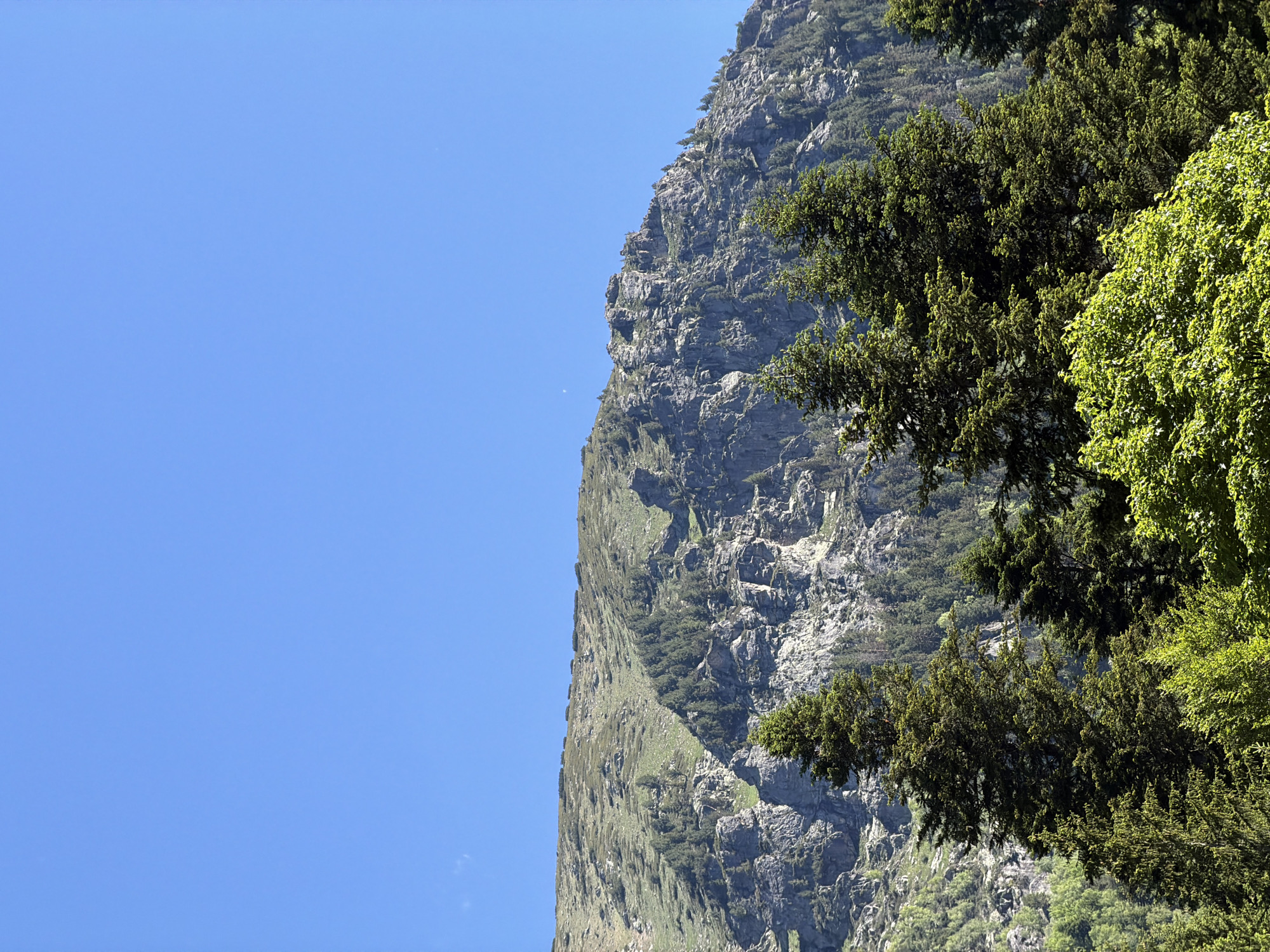 A bright, cloudless blue sky dominates the upper portion of the image. Below the sky, a rugged, rocky mountain slope stretches across the mid-ground. The mountain is covered in patches of green vegetation, with sparse trees clinging to its steeper sections. The upper ridgeline of the mountain is sparsely vegetated with low-lying shrubs. In the foreground, several coniferous trees stand tall and green, with a dense canopy of bright green deciduous trees below them. The scene depicts a natural, mountainous environment, likely in the vicinity of Govedartsi, Bulgaria, characterized by rocky terrain, vegetation, and clear weather.