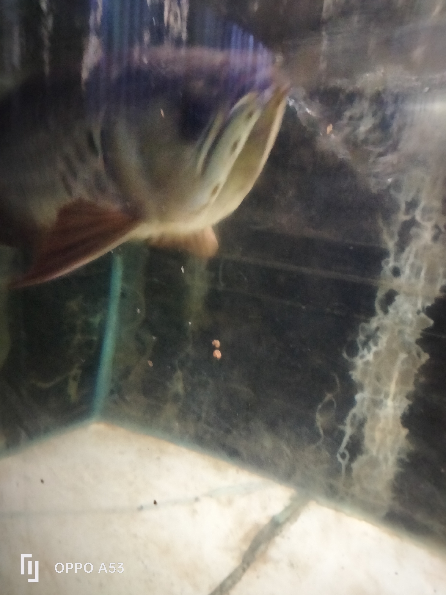 A close-up, blurry shot captures a fish in an aquarium. The fish's head and part of its body are visible, with its mouth slightly open. Its fins are also discernible. Scattered in the water are a few small, round objects, possibly food particles or eggs. The aquarium appears to have a green tint to the water and some white, stringy debris clinging to the glass. The bottom of the aquarium is visible and appears light-colored and dirty. A logo in the bottom left corner reads "OPPO A53". The image was taken in Denpasar, Indonesia.
