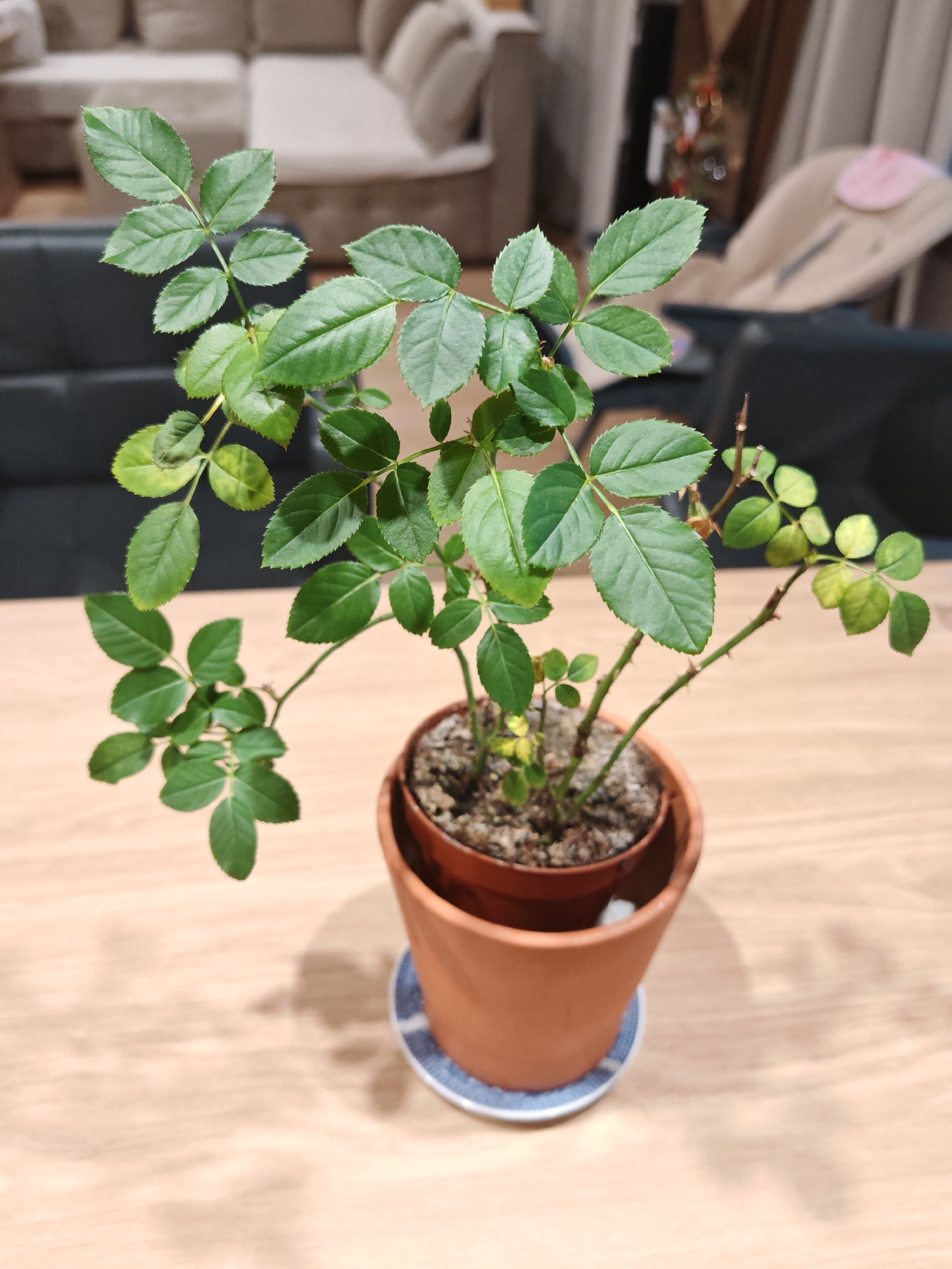 A potted rose plant with vibrant green leaves sits on a light wooden surface. The plant is in a terracotta pot, which rests on a blue and white saucer. The background is blurred but suggests an indoor setting with furniture and possibly a window. No people or animals are visible. The lighting appears to be artificial, casting soft shadows on the wooden surface. The image does not contain information that could indicate a specific location in Plovdiv, Bulgaria.