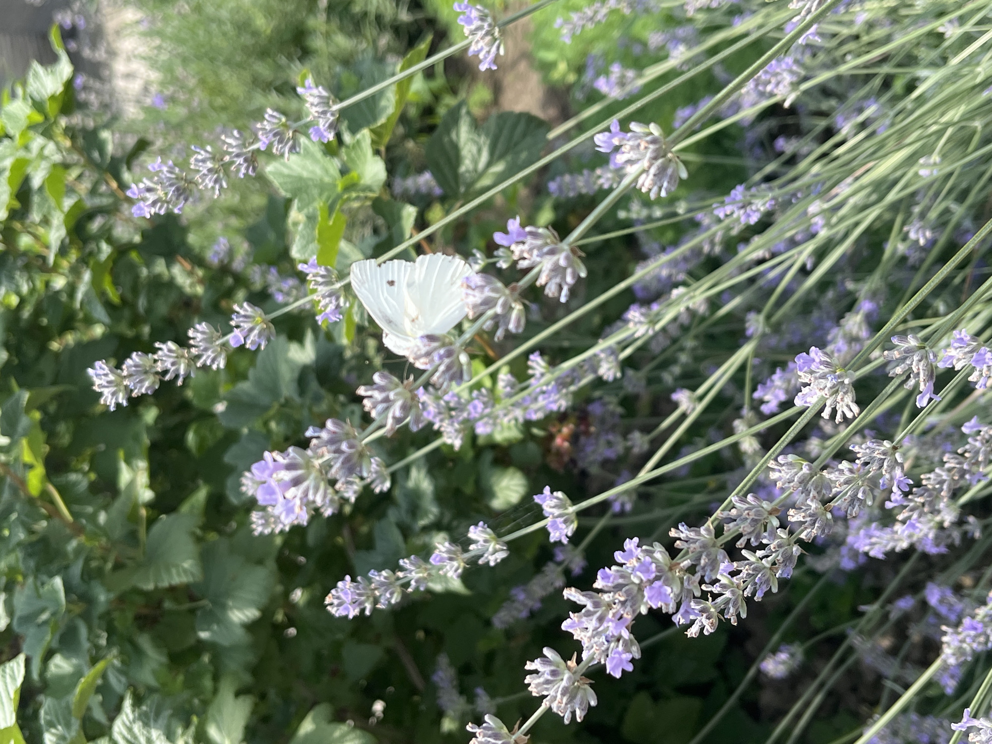 A close-up, eye-level shot showcases a bright white butterfly with closed wings resting on a stalk of blooming lavender. The butterfly is positioned on the left side of the frame, with its wings slightly angled upward. The lavender stalks, with their distinctive purple florets, extend diagonally from the bottom left to the upper right of the image, creating a sense of depth. In the background, lush green foliage and hints of other purple flowers are visible, suggesting a garden setting. The lighting is natural and bright, indicating daytime. The scene is devoid of any human presence or man-made structures, and there are no indicators of its specific location within Shymkent, Kazakhstan. The focus is solely on the natural elements of the butterfly and the lavender.