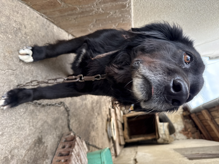 The image depicts a black, medium-sized dog in an outdoor environment within the city of Pirne, Bulgaria. The dog has black fur with significant graying on its muzzle and chin, and white fur on its front paws. Its brown eyes are directed upwards and slightly to the right of the camera. The dog is wearing a brown collar from which a metal chain extends downwards and to the right, partially out of frame. The animal is standing on a textured concrete surface. In the background, to the right, is a weathered wooden doghouse with an open entrance, an obscured metallic bowl, and several red clay bricks arranged on the ground. A green plastic container is visible behind the bricks. The background consists of dilapidated building walls; a light-colored, possibly stuccoed wall is on the immediate left, and a rough, light-brown wall with exposed brick segments is on the right. Overhead, a light-colored gutter and roof tiles are visible against an overcast sky.