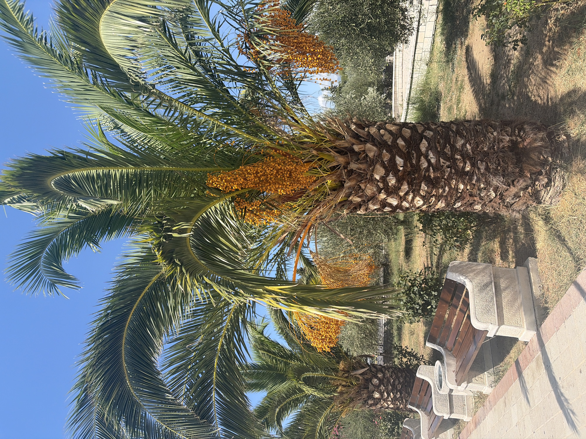 The image shows a close-up of a date palm tree laden with clusters of ripe, orange dates. The palm has a rough, textured trunk and large, green fronds that arch outwards. In the background, another date palm is visible, along with olive trees and a blue sky. In the foreground, two park benches with wooden slats and stone bases are positioned on a paved walkway. The ground around the trees and benches is covered in dry grass and sparse bushes. The scene appears to be an outdoor public space, possibly a park or promenade in Bar, Montenegro, given the presence of palm trees and the sunny, Mediterranean-like environment. There are no people or animals visible in the frame.