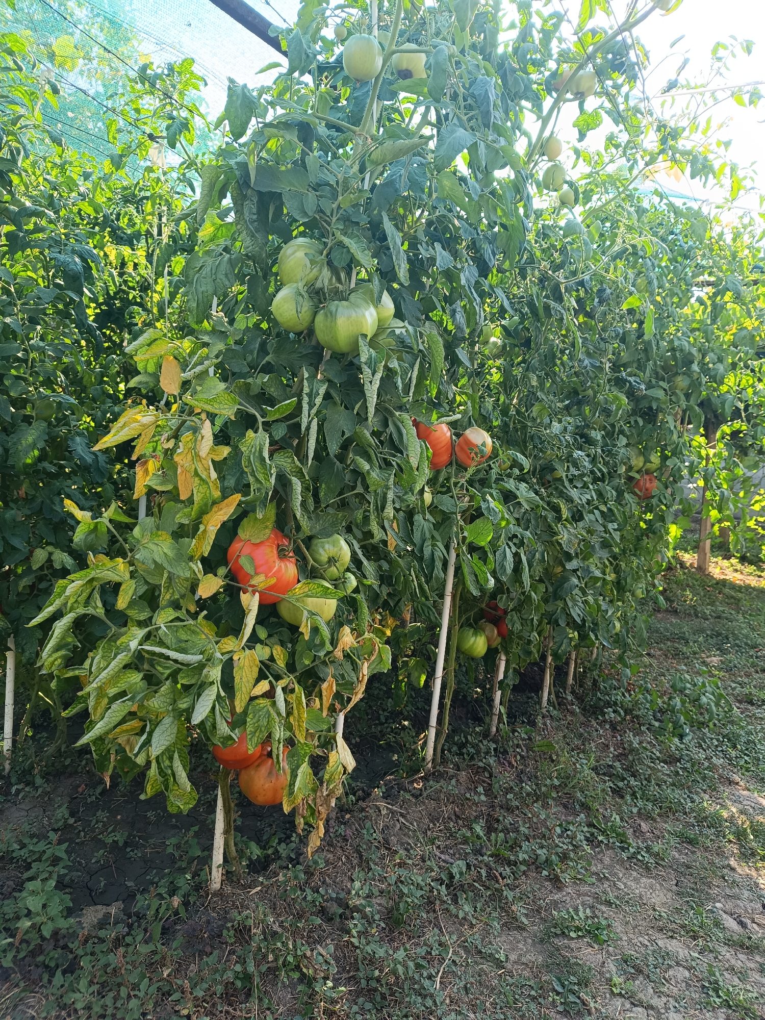 This image depicts a row of tomato plants in an outdoor garden, likely a private garden or allotment, located in Vasil Drumev, Bulgaria. The plants are staked and appear to be of a variety that produces large fruit. Many of the tomatoes are still green, indicating they are not yet ripe, while a few are a reddish-orange color, suggesting some are nearing ripeness or are already mature. The plants are lush with green foliage, though some lower leaves show signs of yellowing and wilting, possibly due to age or environmental factors. The ground beneath the plants is covered with a mixture of soil, dried leaves, and some low-lying green vegetation. In the background, more foliage and what appears to be a greenhouse or shade structure with netting are visible. The lighting suggests it is daytime, with sunlight filtering through the leaves and netting. There are no people or animals visible in the scene.