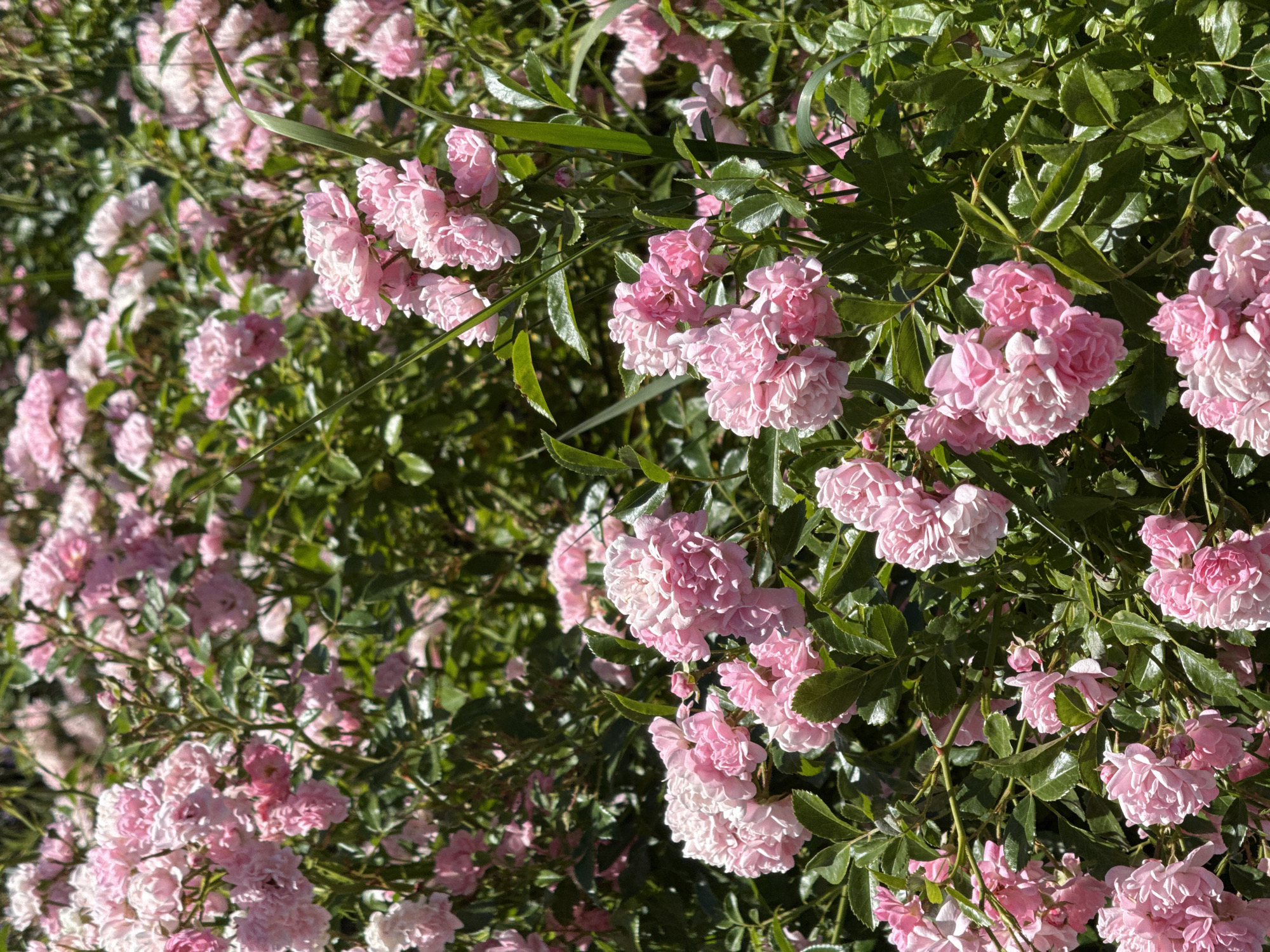 A medium shot captures a dense bush of small, pink roses in full bloom against a backdrop of vibrant green foliage. The roses are tightly clustered, with multiple layers of delicate petals, and their color ranges from a soft blush to a richer pink. Sunlight filters through the leaves, casting subtle shadows and highlighting the texture of the petals. The bush appears to be in a natural, outdoor setting, possibly a garden, with no discernible man-made structures or signs of human presence. The focus is sharp on the foreground roses, while the background is slightly blurred, creating a sense of depth. The image is well-lit, suggesting it was taken on a sunny day.