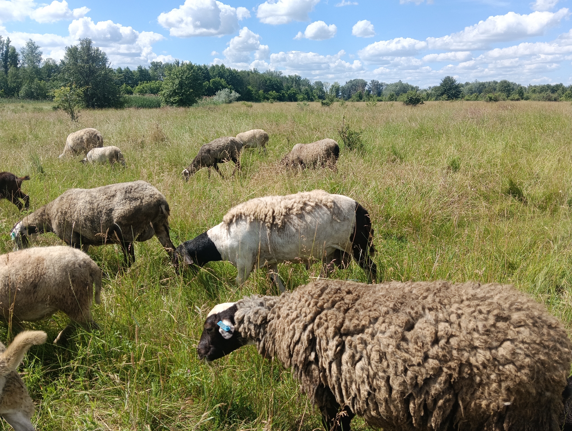 In a grassy field under a partly cloudy sky, a flock of sheep grazes on tall, dry grass. The sheep vary in color, with some being light brown and white, while others are darker brown and black. One sheep in the foreground is prominently featured, showcasing its thick, woolly coat. The background features a line of trees and a distant horizon. The image appears to be taken on a sunny day.