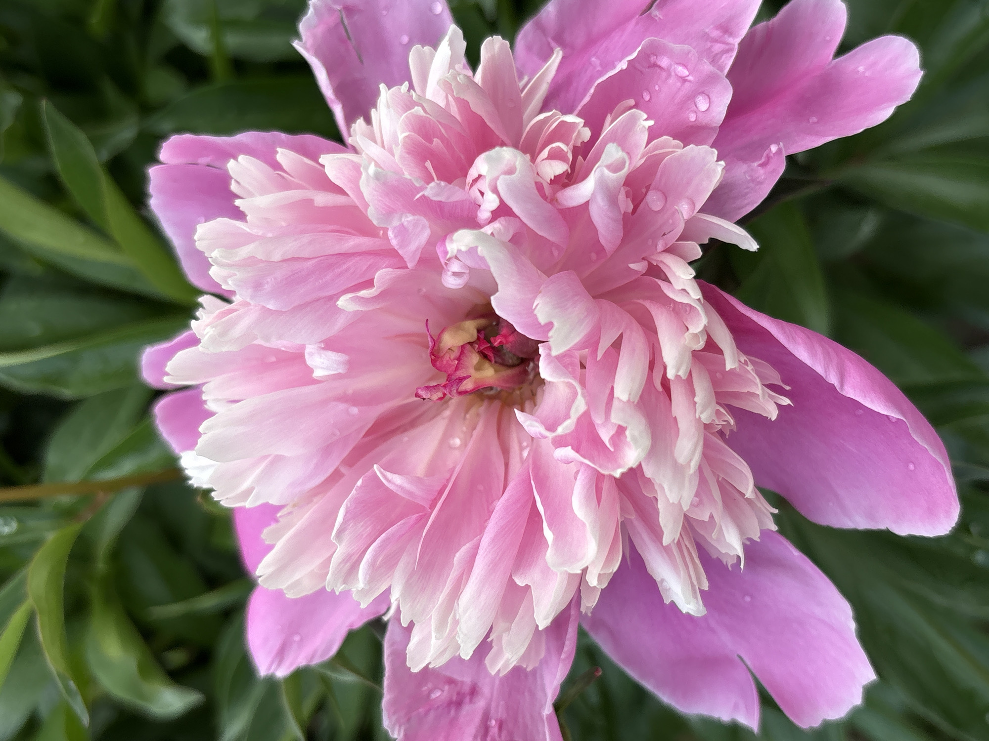 A close-up, overhead shot features a vibrant pink peony in full bloom. The flower's petals are layered, with the outer petals a solid deep pink, and the inner petals transitioning to a lighter pink and then white at the tips. Delicate water droplets are visible on many of the petals, suggesting recent rain or dew. The center of the flower has a cluster of red-pink stamens. The background is a soft, dark green blur of foliage, likely the peony's leaves, also showing some water droplets. The image was taken in Kumyony, Russia.
