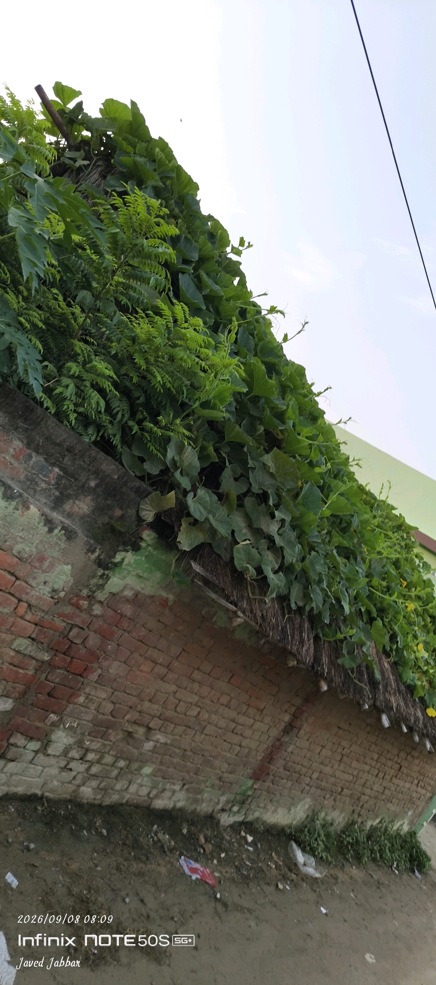 The image shows a close-up view of a brick wall overgrown with dense green foliage. The foliage appears to be a mix of leafy vines and fern-like plants, with some small yellow flowers visible among the leaves. A thatched roof is also partially visible beneath the vegetation. The brick wall shows signs of age, with some areas appearing worn and possibly painted green in patches. The ground in front of the wall is dirt and debris, including some scattered pieces of trash. The background consists of a clear, pale sky with a dark power line running diagonally across it. The timestamp at the bottom left of the image reads "2026/09/08 08:09" and includes "Infinix NOTE 5OS SG+" and "Javed Jabbar". The location is identified as Bahera, India.