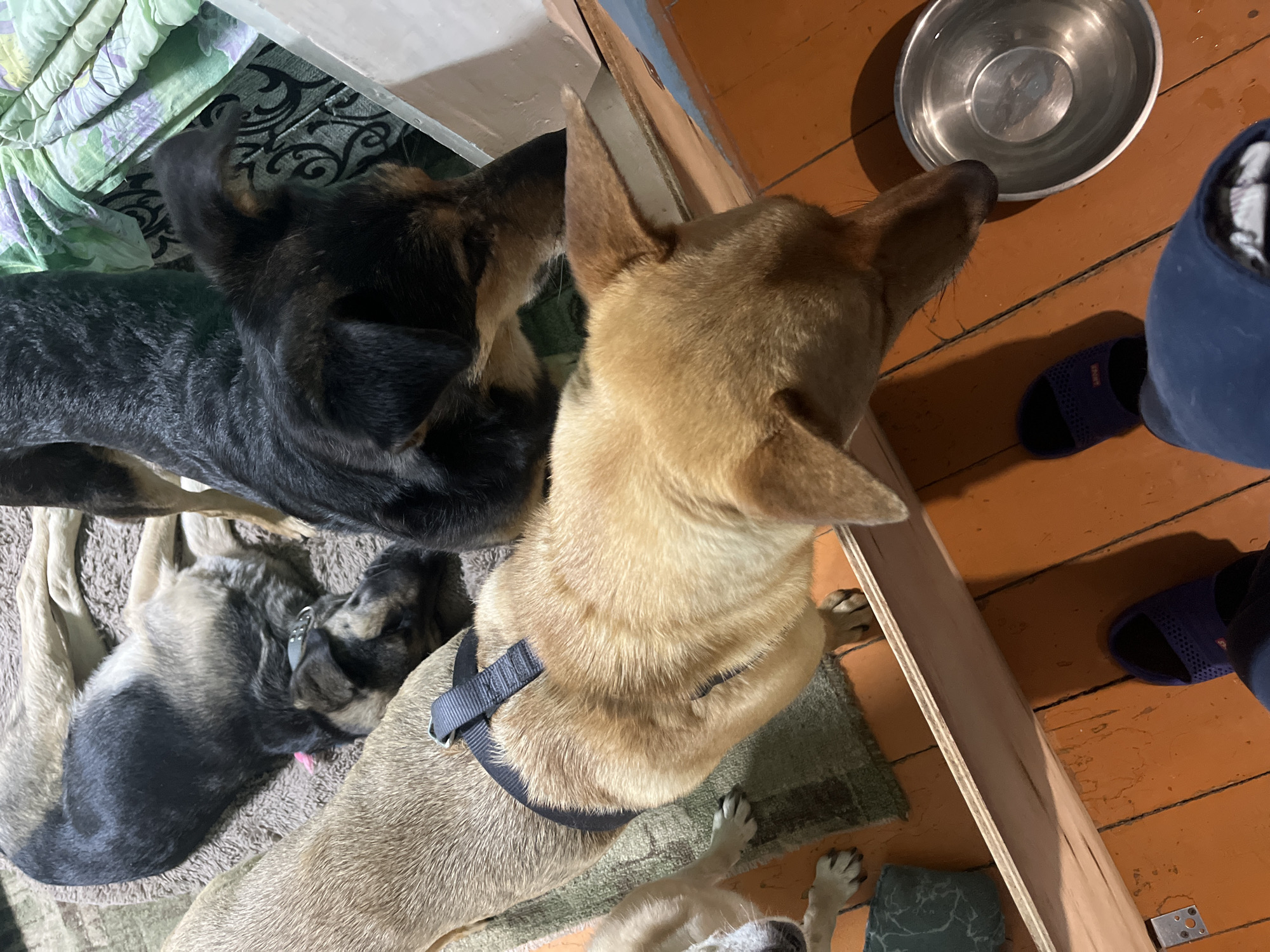 A high-angle shot shows a group of dogs and the lower half of a person in an indoor setting. A light brown dog with a black harness stands upright in the center of the frame. The head and upper body of a black and brown dog is also visible. Underneath these two larger dogs is a smaller dog with gray and black fur, seemingly resting on a light-colored blanket or towel. A green and black patterned blanket is in the background. A stainless steel bowl sits on an orange, painted wooden floor. The person is wearing dark blue clothing and purple sandals. The location is likely a domestic residence. The city is not discernible from the provided image.