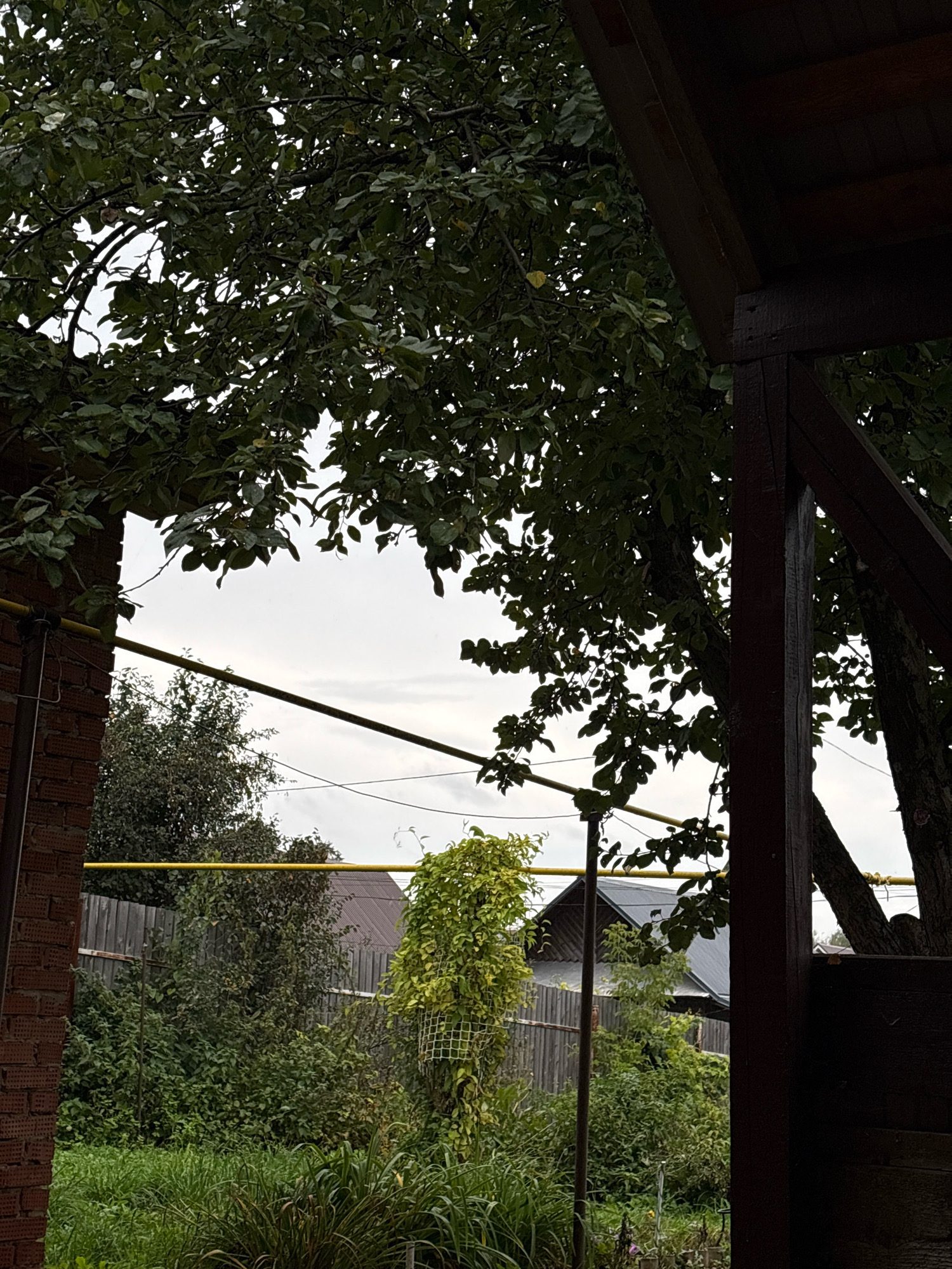 The image depicts a dimly lit, overcast outdoor scene, likely a backyard or garden area in Votkinsk, Russia. In the foreground, a dark wooden structure, possibly a porch or gazebo, dominates the right side of the frame, with its beams and roof visible. To the left, a portion of a brick wall with visible mortar lines and conduits is present.
Overhead, a dense canopy of dark green leaves from a large tree partially obscures the sky. Branches extend across the frame, with some leaves appearing slightly wet or dull. Through the foliage, the pale, cloudy sky is visible.
Further into the scene, a wooden fence runs horizontally, separating the immediate area from the background. Beyond the fence, several elements of a rural or suburban setting are present:
* A cluster of trees with dense green foliage.
* A building with a dark, sloped roof.
* A prominent bright yellow pipe or conduit runs horizontally across the mid-ground, supported by posts.
* A vine-covered structure, possibly a trellis or cage, with a grid pattern, is situated to the left of the center.
* The ground is covered in lush, tall green grass and other vegetation.
The overall impression is one of a natural, somewhat overgrown environment under a muted sky, suggesting a temperate climate, possibly autumn. No people or animals are visible in the image. The lighting is low, indicating it might be early morning, late afternoon, or a heavily overcast day.