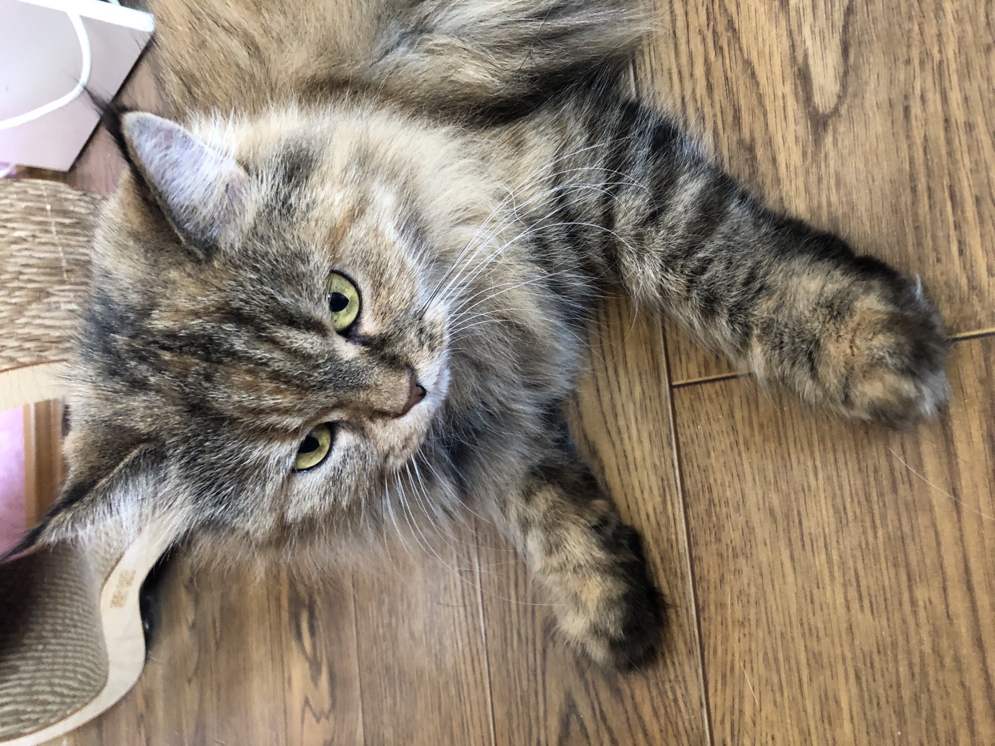 A close-up, high-angle shot shows a long-haired, tabby cat lying on a wooden floor. The cat's fur is a mix of brown, black, and orange. Its eyes are green, and its ears are pointed. The cat's front paws are extended in front of it, and its body is partially obscured by its fur. In the background, there is a beige scratching post with a wooden base and a portion of a pink object. The floor is made of wooden planks with a visible grain.