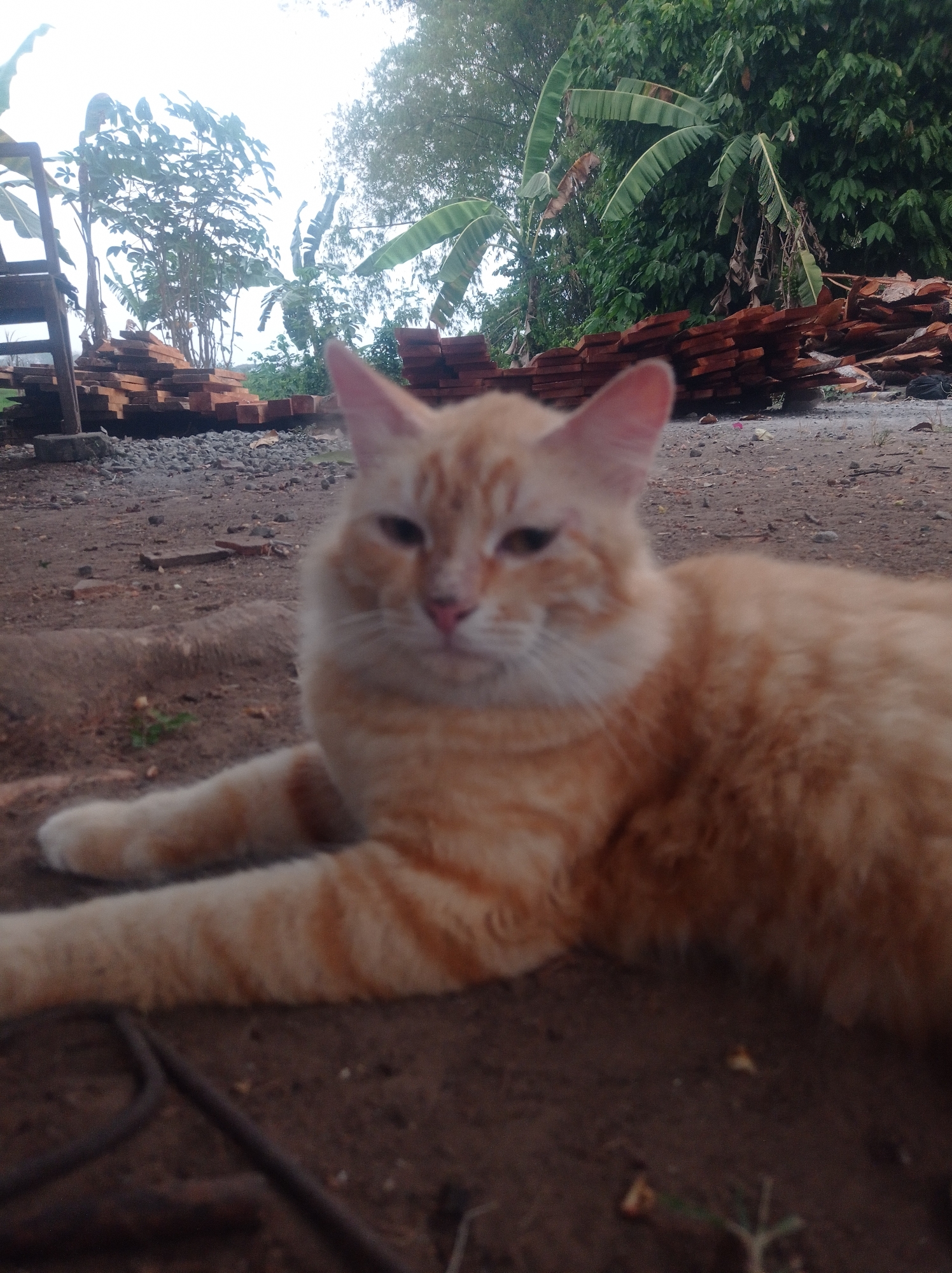 An orange tabby cat is lying down on the ground in front of piles of lumber in Bongsopotro, Indonesia. The cat is the primary subject, positioned in the foreground with its body slightly blurred. Behind the cat are stacks of wooden planks, some of which are neatly arranged and others piled loosely. In the background, lush green foliage, including banana trees, is visible, suggesting a tropical environment. A wooden ladder is also present to the left of the lumber piles. The ground appears to be dirt and gravel.