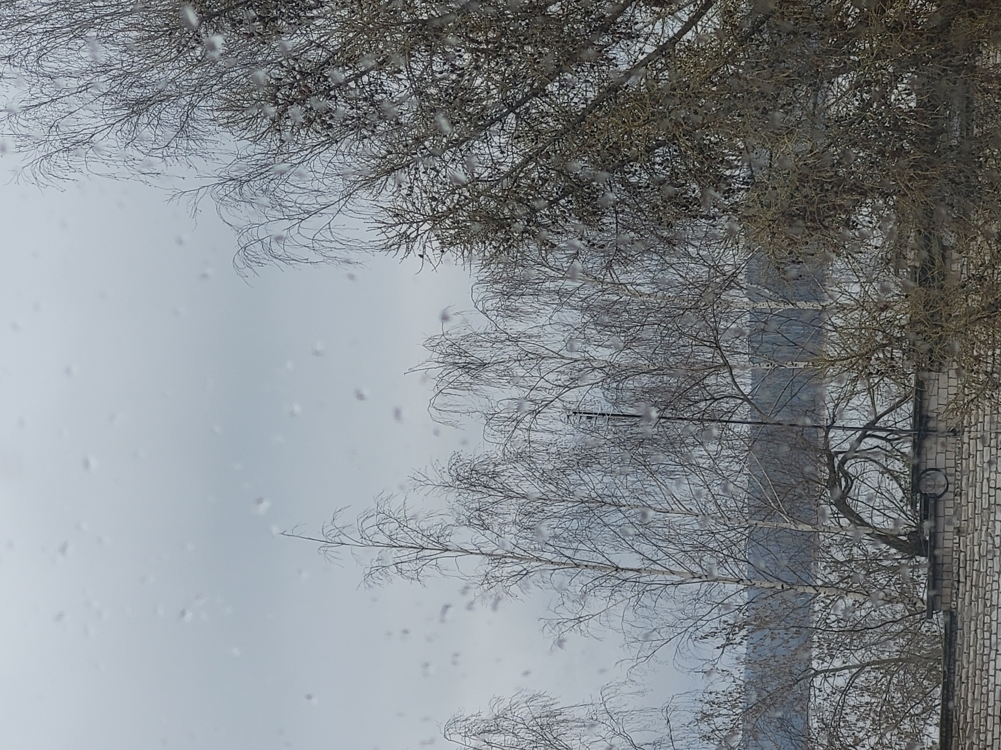 The image presents a view from inside a building, likely through a window, judging by the visible raindrops on the glass. The external environment depicts bare, leafless trees against a backdrop of an overcast sky. A section of a brick building is visible on the right side. Power lines cut across the scene. Small fluff is on the trees. It is not possible to verify the specific city mentioned using only this image.