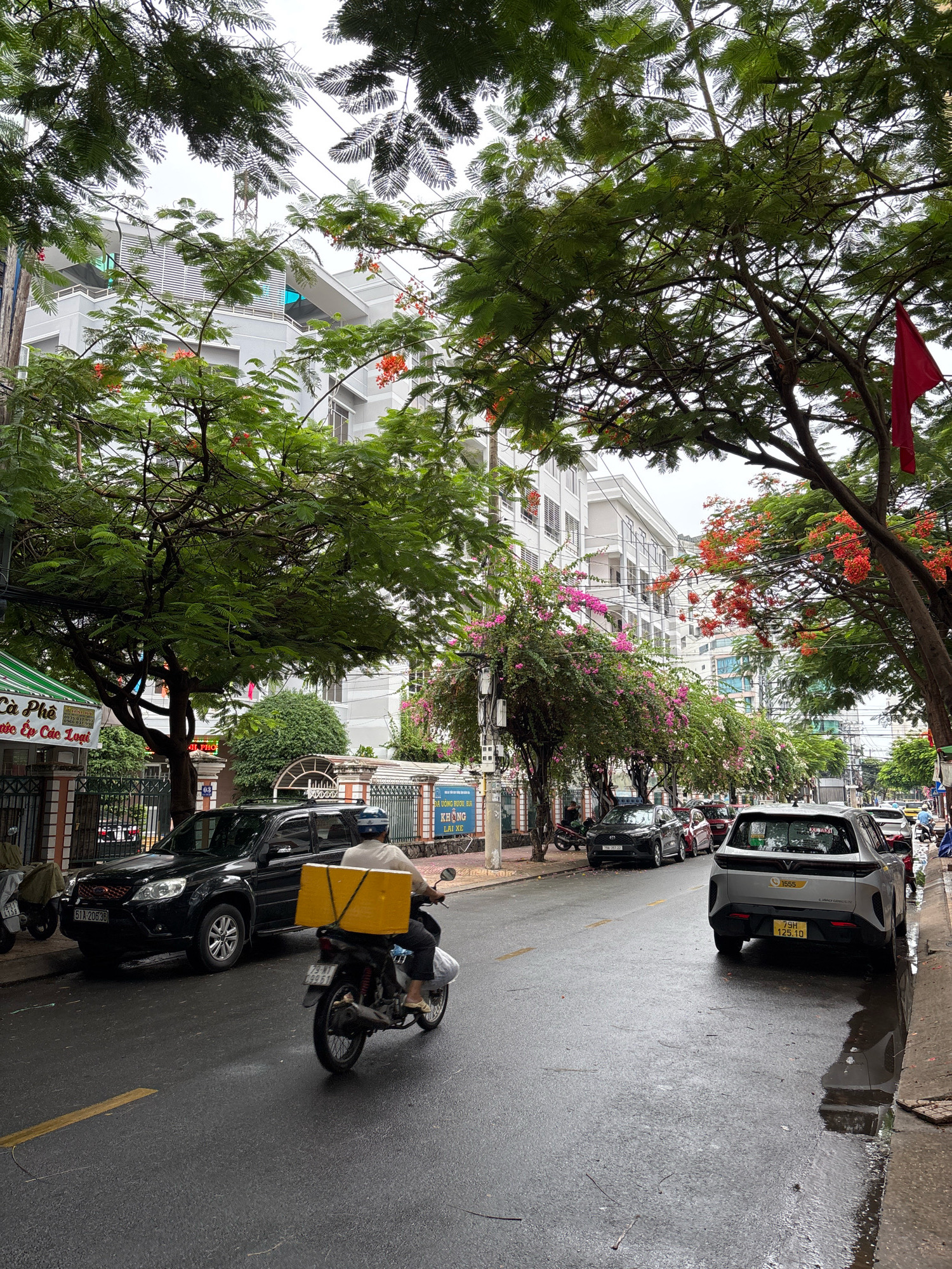 This image depicts a street scene in Nha Trang, Vietnam, under an overcast sky. The street is wet, indicating recent rain, with puddles reflecting the surrounding environment. Lush green trees with some red and pink flowering branches overhang the asphalt road, creating a canopy.
On the left side of the street, a black SUV is parked. Further down, there are buildings with a modern architectural style, some featuring balconies and windows. Signs in Vietnamese are visible on some buildings, suggesting commercial establishments.
A motorcycle rider, wearing a white jacket and blue helmet, is moving away from the camera. The motorcycle carries a large yellow box on the back. Other vehicles, including a silver SUV, are present on the road, suggesting moderate traffic. The sidewalks are visible, lined with some vegetation and street furniture. The overall impression is a typical urban street in a tropical city during the wet season.