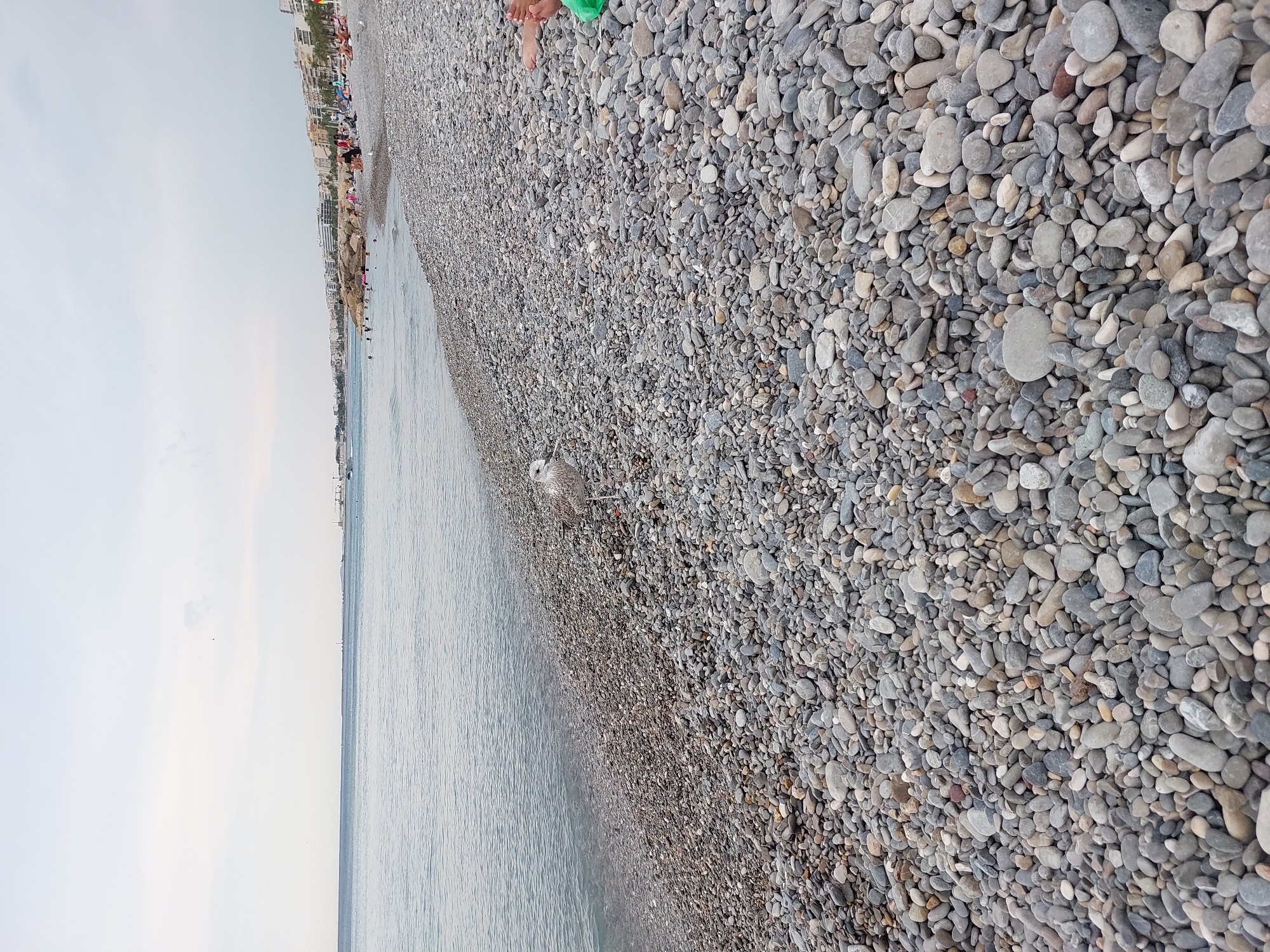 The image depicts a pebble beach in Nice, France, along the Mediterranean Sea. The foreground is dominated by a dense layer of smooth, grey and beige pebbles. A single seagull stands on the pebbles near the water's edge, facing left. The sea is calm, with gentle waves lapping against the shore. In the middle ground, a line of people is visible near the water, some swimming, others lounging on the beach. Beyond them, a densely populated coastline stretches into the distance, characterized by multi-story buildings with light-colored facades and palm trees. The sky is overcast with a pale, diffused light. The overall impression is of a typical, somewhat crowded beach scene in Nice.