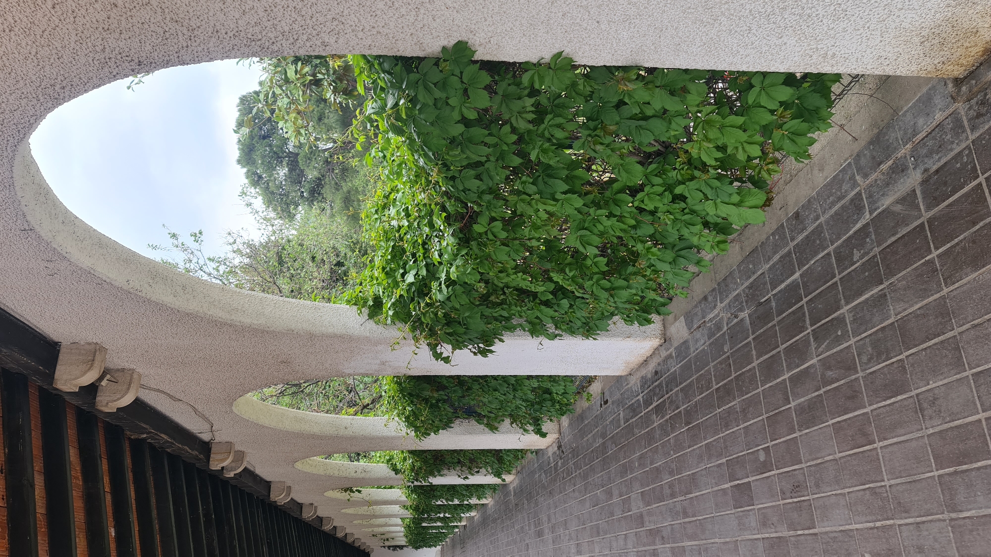 The image displays a long, arched walkway or pergola, viewed along its length, creating a receding perspective. A series of white, textured arches form a canopy overhead, extending into the distance on the left side of the frame. Abundant green vines with dense foliage grow over and through these arches, creating a natural, leafy ceiling and walls.
To the right, a dark brown or grey brick pathway or low wall is visible, made of rectangular blocks laid in a grid pattern. On the far left, beneath the arched structure, a dark wooden slatted fence or wall is present, topped by small, decorative, light-colored corbels or brackets.
Through the openings of the arches and above the lush foliage, a pale, overcast sky is visible, along with distant green trees. The scene depicts a tranquil outdoor setting during the daytime, likely on a cloudy day, with no human activity. The integration of architecture with nature gives the impression of a peaceful, shaded passage. The location is Budva, Montenegro. There is no visible text.