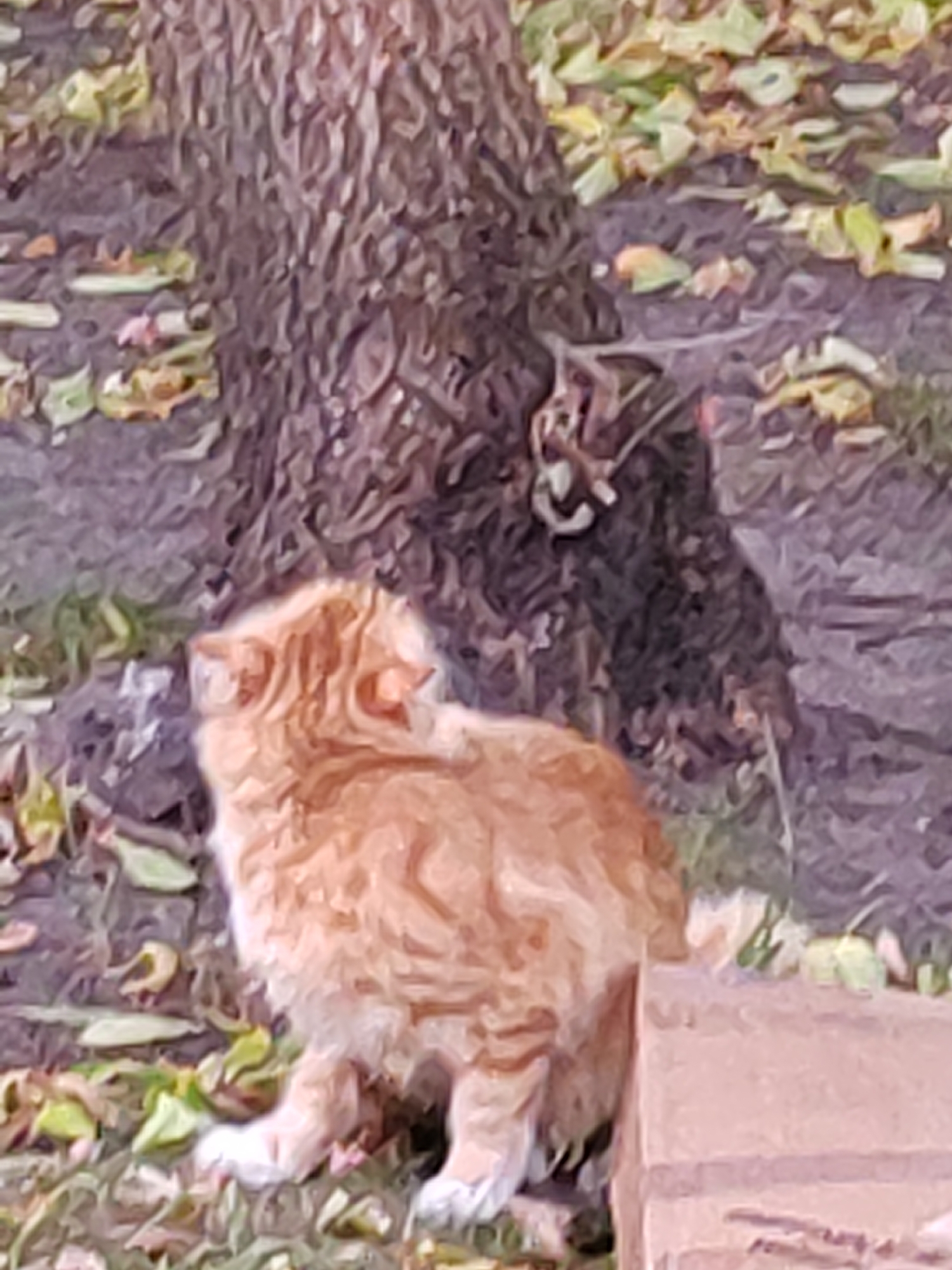 An orange tabby cat is sitting on the ground next to a tree, with fallen leaves scattered around it. The cat is facing away from the camera, looking towards the right. The ground is covered in dirt and a few patches of green grass. There is a light-colored object in the bottom right corner of the image that appears to be made of wood. The background consists of the tree trunk and more fallen leaves. The image appears to be taken outdoors in what could be a park or a backyard. This scene is not specifically identifiable to the city of Brest, Belarus.