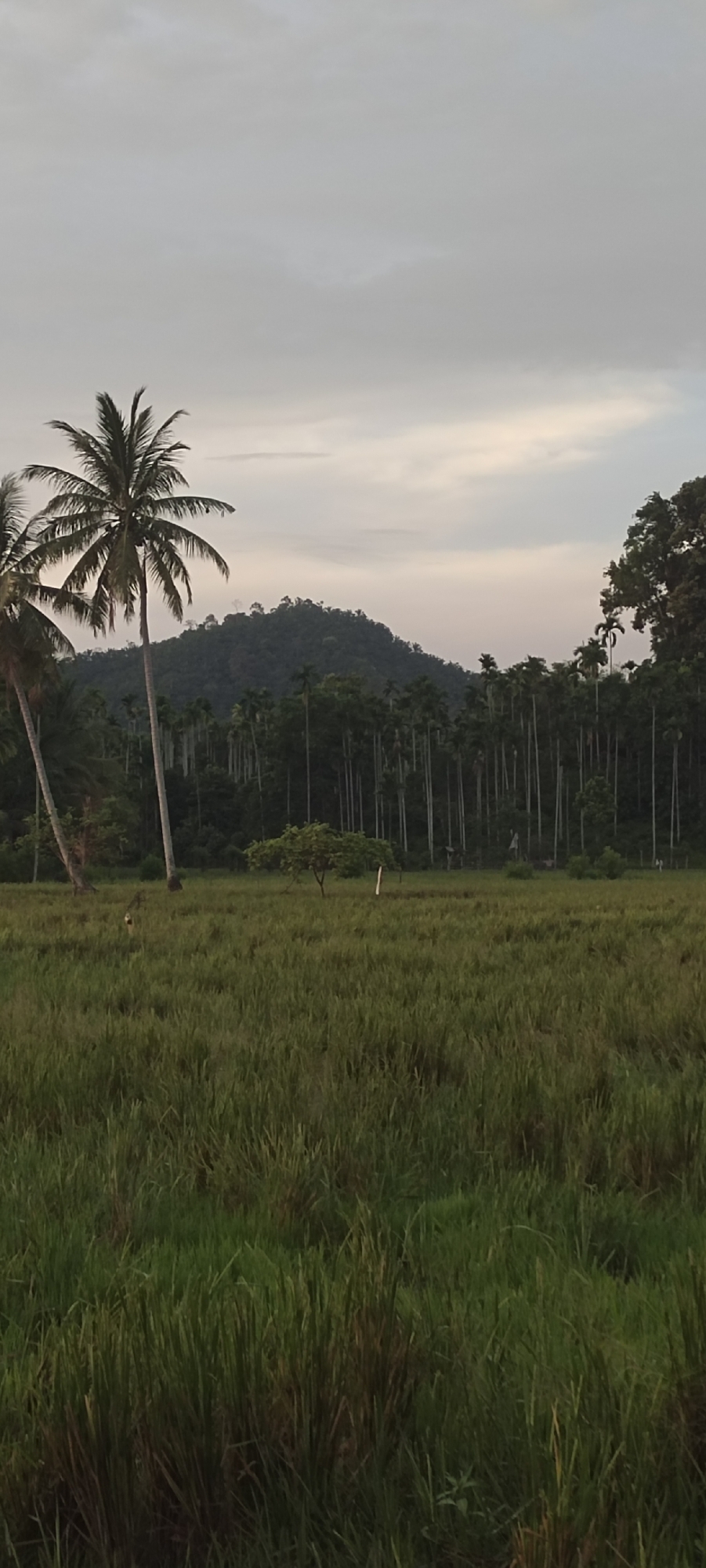 The image depicts a landscape scene in Meunasahalue, Indonesia. A large, grassy field dominates the foreground, filled with tall, green vegetation that appears to be rice or similar crop. In the middle ground, there is a mix of tree types, including palm trees on the left and a dense row of tall, slender trees behind the field, suggesting a forest or wooded area. A small tree stands alone in the grass field. In the background, a hill or small mountain covered in green vegetation is visible. The sky is overcast with grey and pale yellow clouds. The overall lighting suggests it is either early morning or late evening. There are what appears to be people standing in the grass field near the row of trees. There are two wooden posts that stand vertically from the ground, one right in front of the row of trees, and the other further to the left.