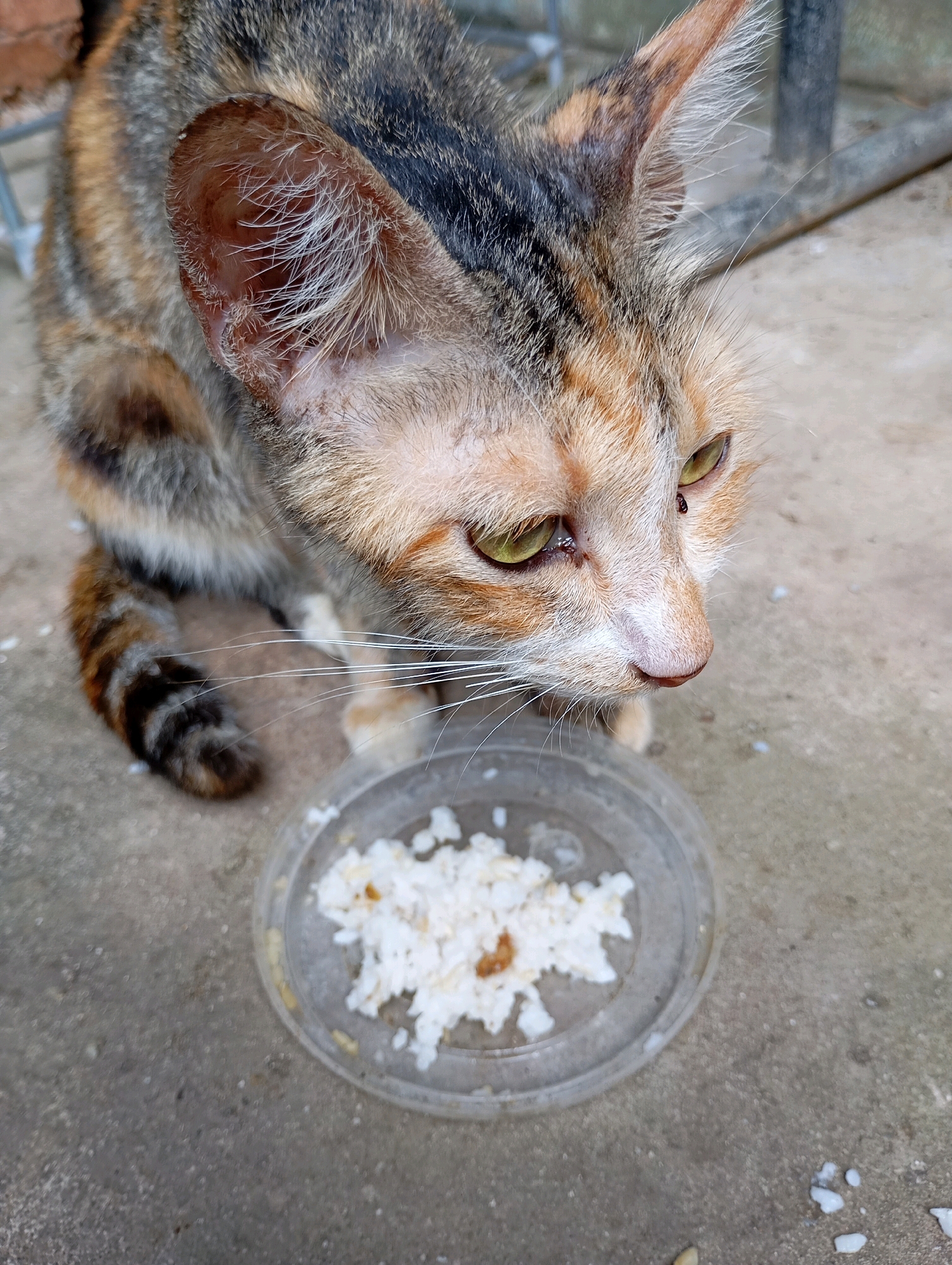 A calico cat with green eyes sits on a concrete surface next to a small clear plastic bowl containing cooked white rice. The cat's fur is a mix of brown, black, and orange. Its tail, which is curled around its body, is striped with dark brown and orange. The cat is looking down and to the right, towards the bowl of rice. In the background, a metal fence and a brick wall are visible. The scene appears to be outdoors in a residential area. Based on the provided information, this scene is located in Balikpapan, Indonesia.