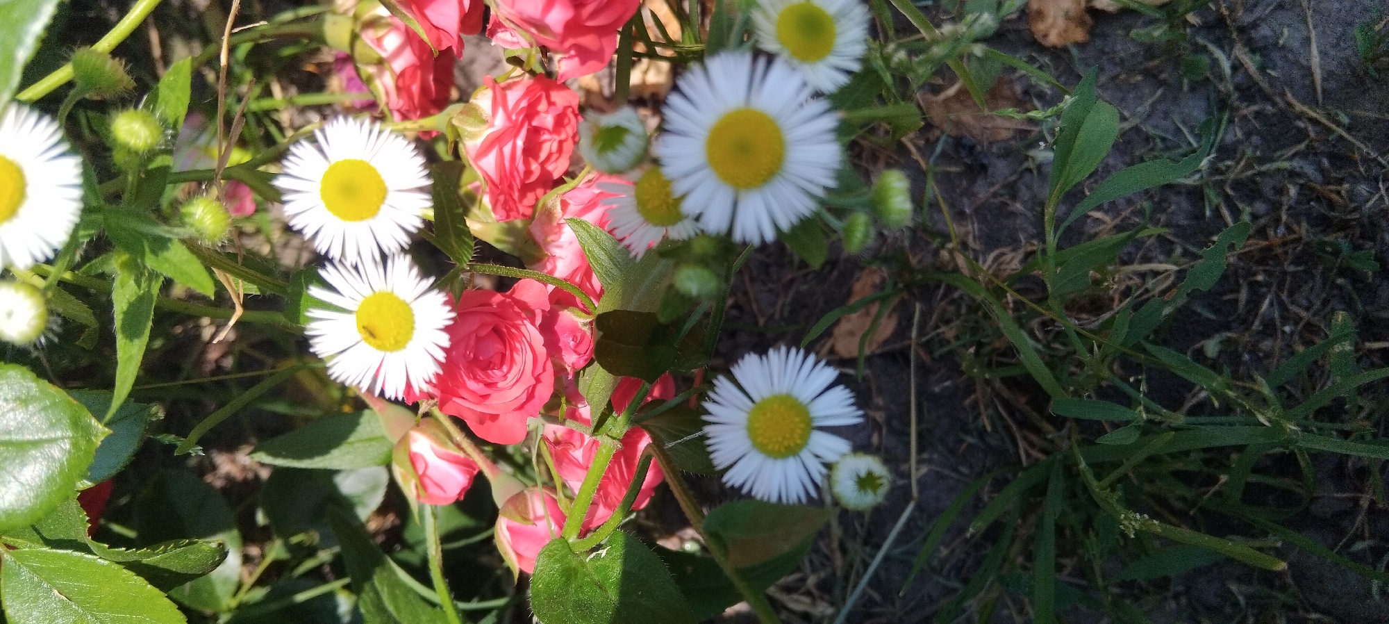 In Nahirtsi, Ukraine, a close-up photograph captures a cluster of delicate white daisies with yellow centers amidst a backdrop of vibrant pink roses and lush green foliage. The daisies, some fully bloomed and others as budding flowers, are scattered throughout the frame, their slender petals radiating outwards. One daisy in the foreground features a tiny black insect on its yellow center. Behind them, a profusion of small pink roses, some tightly furled and others partially open, forms a soft, colorful mass, interspersed with dark green leaves. The ground beneath the flowers is a mix of dark soil and dry grass. The sunlight casts subtle shadows, highlighting the textures of the petals and leaves, suggesting a natural, outdoor setting.