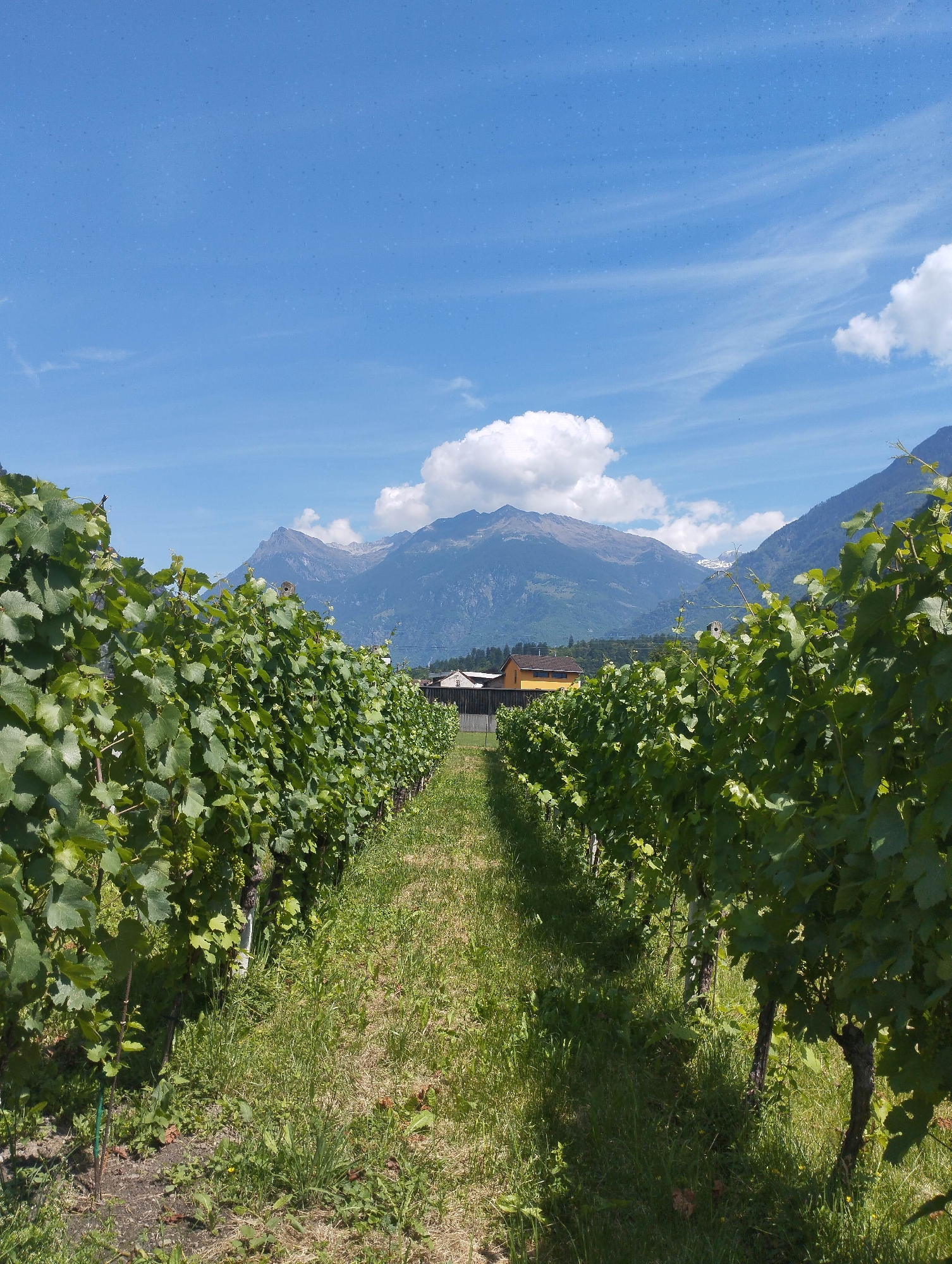 The image depicts a vineyard in Biasca, Switzerland, under a clear blue sky with scattered white clouds. Rows of grapevines with lush green leaves stretch into the distance, bordered by a grassy path. In the background, a range of majestic mountains rises, with some peaks appearing snow-capped. A yellow building with a brown roof is visible amongst the trees in the middle ground. The scene is one of natural beauty and agricultural activity.