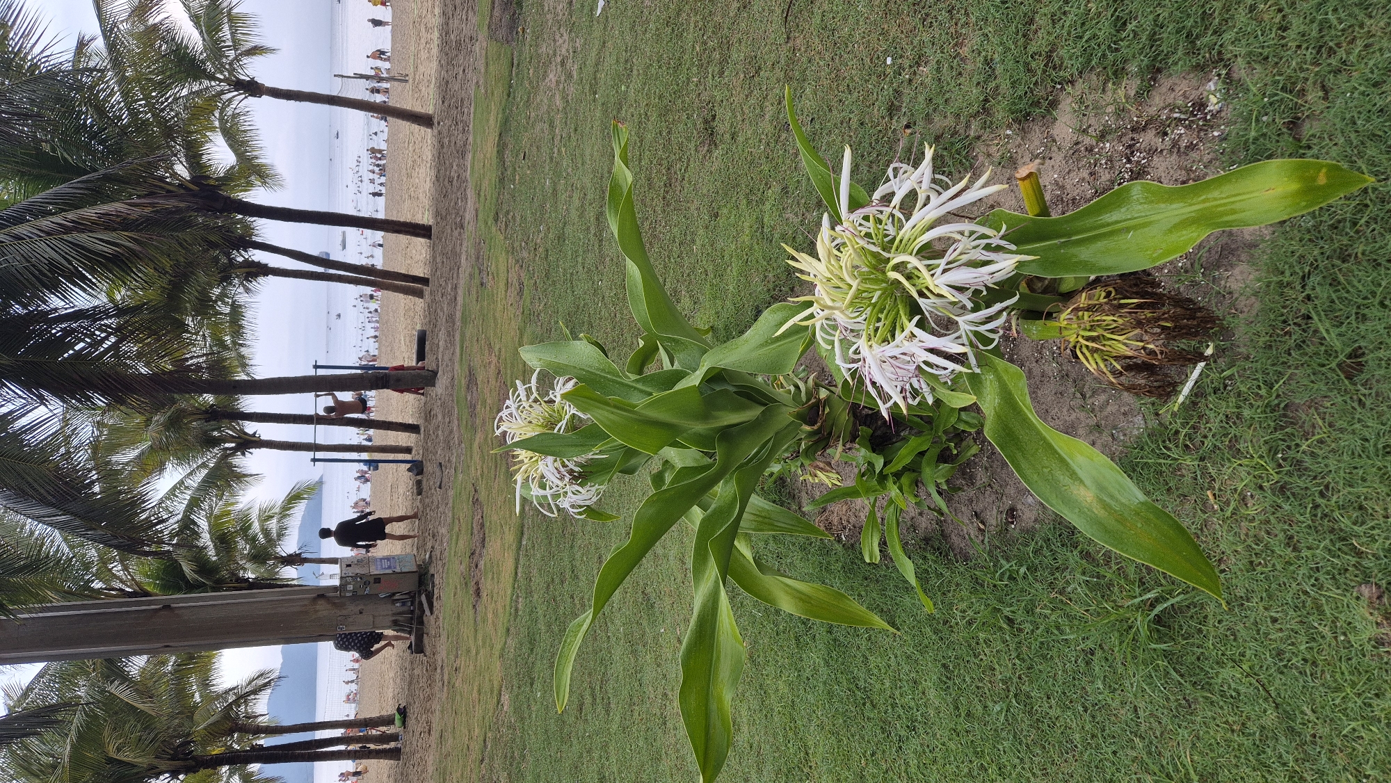 This image depicts a beach scene in Đà Nẵng, Vietnam. The foreground features a lush green lawn with a flowering plant exhibiting delicate white and green blooms with long, thin petals and vibrant green leaves. The plant appears to be a type of crinum lily.
Beyond the lawn, a sandy beach is visible, populated by numerous people enjoying the day. Palm trees line the edge of the beach, their fronds casting shadows on the sand. In the background, the ocean stretches to the horizon, meeting a hazy sky. The water appears calm, with a few distant boats.
The people on the beach are engaged in various activities, including sunbathing, walking, and possibly playing in the water, though the distance and resolution make precise identification difficult. A few individuals are visible near the palm trees, some appearing to be exercising or resting. The overall atmosphere suggests a bright, possibly warm day, typical for a beach resort. There are no visible signs or text within the frame. The orientation of the image is rotated 90 degrees counter-clockwise.
