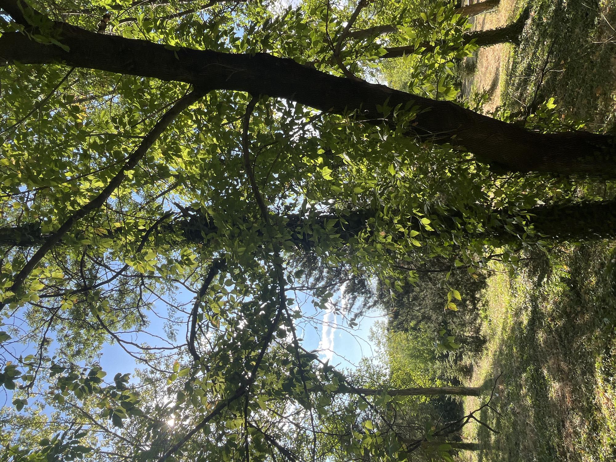 The image depicts a sun-dappled forest clearing, likely within the city of Targovishte, Bulgaria, given the context. The foreground is dominated by the thick, dark trunk of a mature tree on the right, its branches draped with lush green leaves that filter the sunlight. To the left, another tree trunk is visible, also adorned with foliage. In the mid-ground, the ground is covered with dry grass and scattered leaves, with patches of green undergrowth. Sunlight casts strong shadows across this area. Further into the background, more trees and dense foliage create a layered effect. The sky, visible through the canopy, is a bright blue with a few scattered white clouds. The overall impression is one of a peaceful, natural setting, typical of a park or wooded area within an urban environment. No people or specific actions are depicted; the scene is static and focuses on the natural landscape.