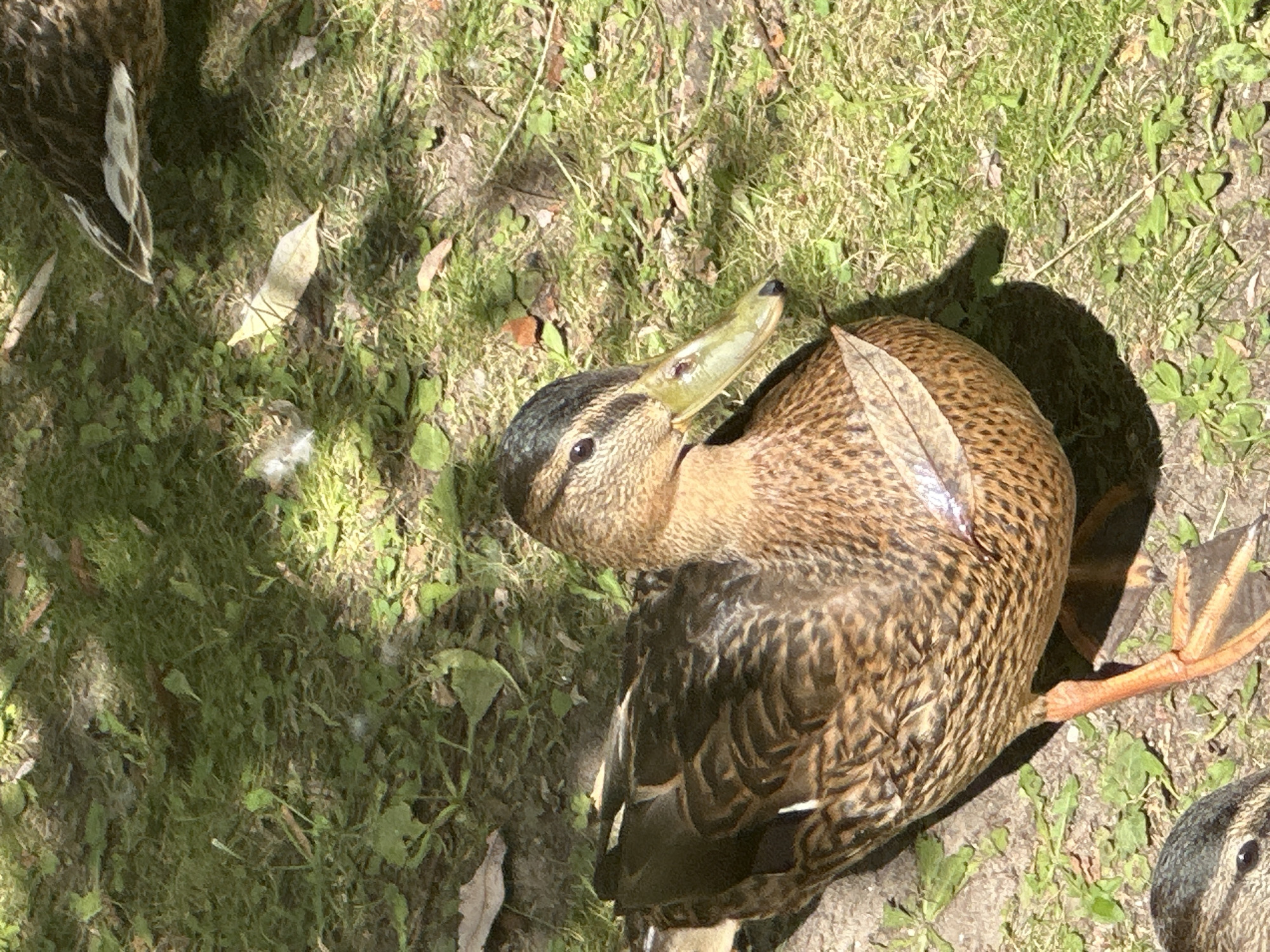 The image shows a close-up of a mallard duck standing on grass and dirt in Ostafievo, Russia. The duck has brown and black patterned feathers, a green bill, and orange feet. A dry leaf is resting on its back. In the background, another duck is partially visible. The ground is covered in green grass, with patches of bare dirt and some scattered leaves and white feathers. Sunlight casts shadows on the ground, indicating it is daytime and possibly a sunny day. The overall scene is a natural outdoor environment.