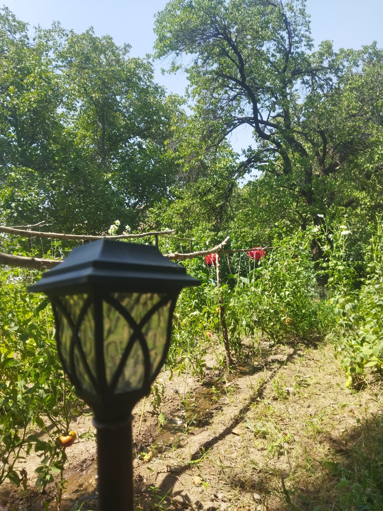 In a garden in Mailuu-Suu City, Kyrgyzstan, a black solar-powered garden lamp stands in the foreground, its patterned glass reflecting the surrounding greenery. Behind the lamp, a row of tomato plants grows, some bearing ripe red fruit. Two red cloths are draped over a wooden support structure between the plants, possibly for decoration or to deter birds. In the background, mature trees with dense foliage create a shaded canopy, suggesting a warm, sunny day. The ground is a mix of dry soil and patchy grass, with some areas appearing to have been recently watered. The scene is one of a typical home garden in a rural or suburban setting.