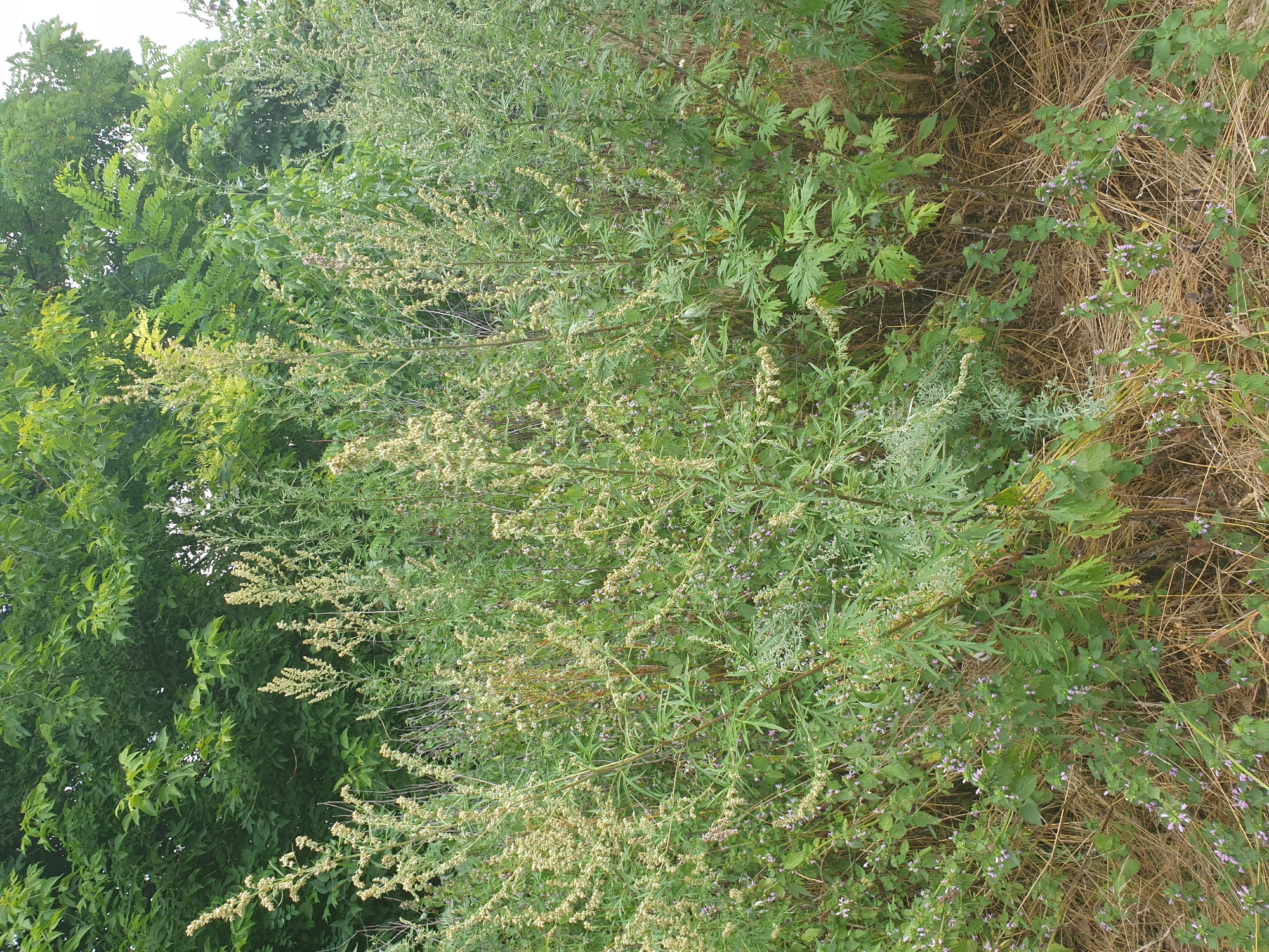 The image shows a dense growth of vegetation in a natural setting, likely a field or roadside, on a cloudy day. Dominant are tall, leafy green plants with wispy, light-colored seed heads reaching upwards. Shorter plants with small purple flowers are visible in the foreground and among the taller growths. Dry, straw-colored grass forms a ground cover in places. In the background, a dense canopy of mature green trees creates a solid backdrop. There are no people or man-made objects clearly visible in the frame. The overall impression is of untamed nature.