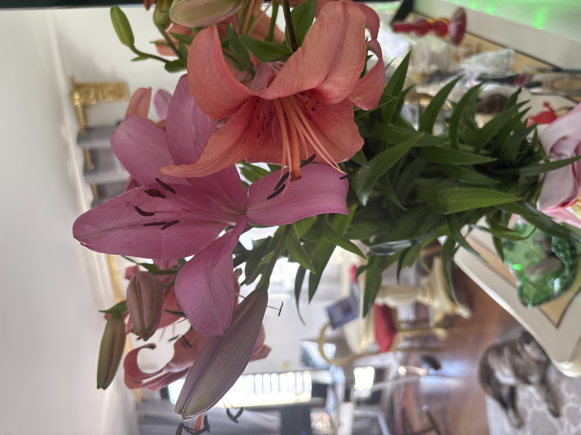 In Budva, Montenegro, a bouquet of lilies, some pink and some peach, is displayed in a vase on a table. The lilies are the main focus, with their petals open and some still in bud form. The background reveals a softly lit indoor setting, suggesting a home or hotel room. A cat is seen lying on a rug in the lower left corner. Further in the background, a desk with a laptop and a chair are visible, hinting at a workspace. The overall atmosphere is serene and domestic.