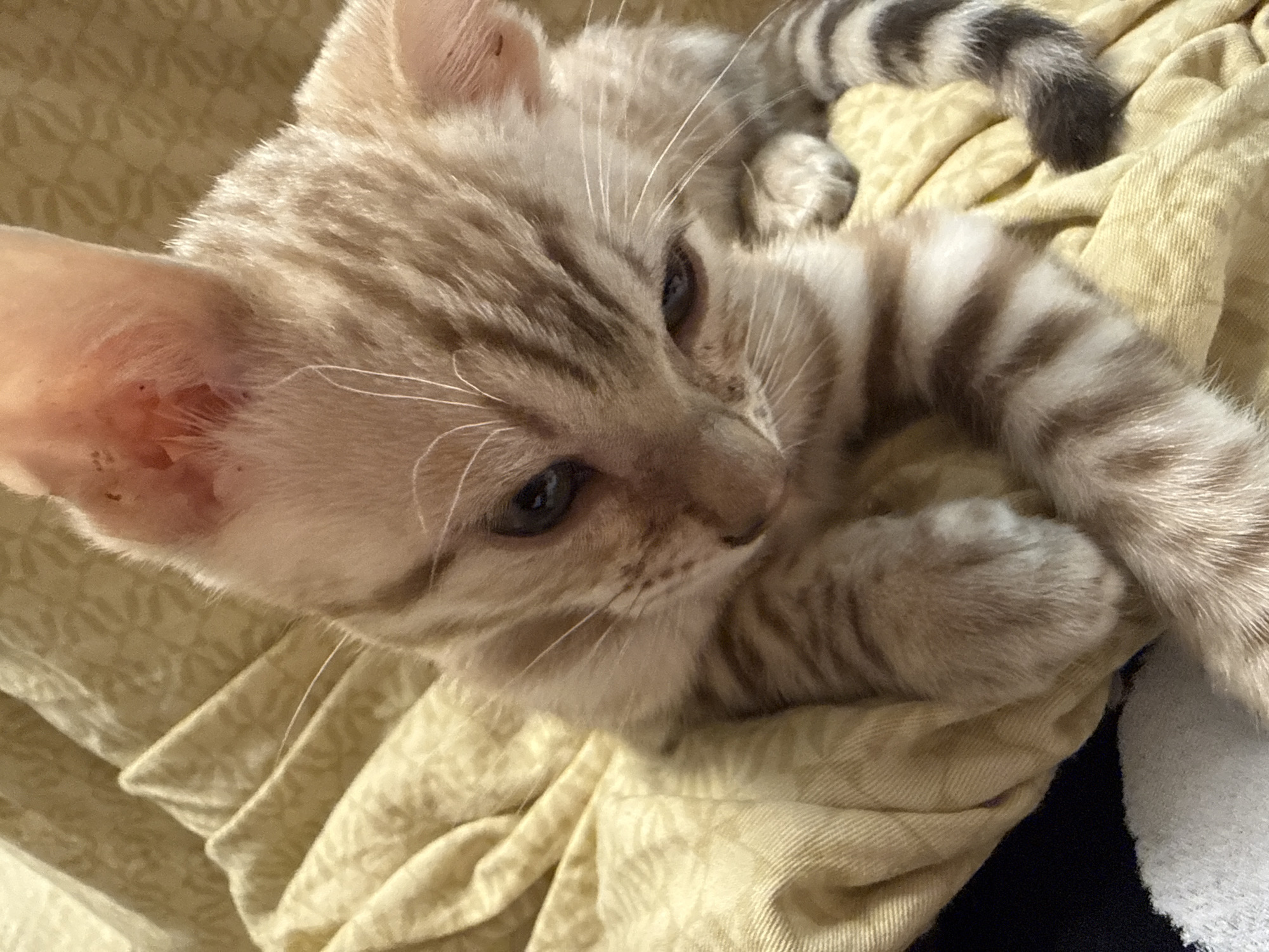 This is a close-up, high-angle shot of a young tabby kitten lying on a textured, light yellow blanket. The kitten has light brown and grey stripes on its fur, particularly visible on its tail and back. Its fur appears soft and fluffy. The kitten's eyes are partially closed, and its head is tilted, giving it a relaxed and sleepy appearance. One of its front paws is curled up near its head. The background is dominated by the folds and creases of the yellow blanket, which has a subtle patterned texture. A small portion of what appears to be a white fluffy object is visible on the right edge of the frame, and a darker, possibly black, surface is beneath it. The lighting is soft, suggesting it might be indoors with natural light or ambient room lighting. The overall mood is calm and peaceful, emphasizing the kitten's comfort and relaxation. There is no visible text in the image. The location context is Izhevsk, Russia.