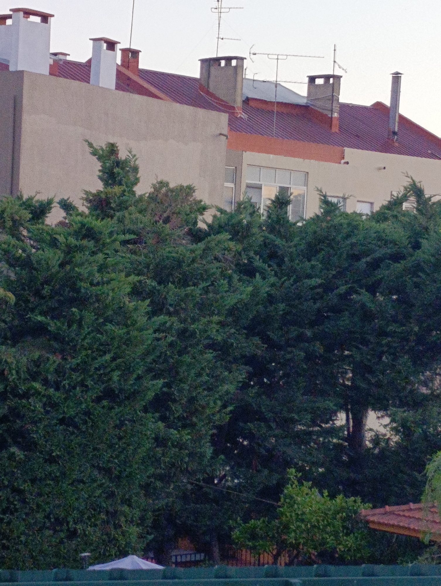 This is an eye-level, medium shot of the upper floors of buildings and dense evergreen trees in Setúbal, Portugal. The buildings have reddish-brown tiled roofs and light-colored walls. Several chimneys of varying designs and materials protrude from the roofs. A large window with multiple panes is visible on the beige-colored building on the left. The foreground is dominated by the dark green foliage of evergreen trees and bushes. In the lower right corner, a portion of a building with a terracotta-tiled roof is visible behind the foliage. A white, conical object, possibly an umbrella or tent, is partially visible in the lower left quadrant of the image, peeking out from behind a fence. Antennas are mounted on one of the roofs. The sky is overcast and appears to be daylight.