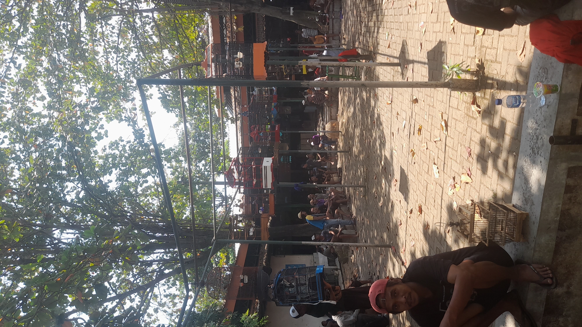 The image depicts an outdoor gathering in Pekalongan, Indonesia, likely a bird market or competition. Numerous individuals are present, mostly men, some seated on benches or the ground, while others stand. Many are observing caged birds, which are prominently displayed on stands and hung from structures. The environment is characterized by a paved courtyard, shaded by a large tree with dense foliage overhead, casting dappled shadows. Buildings with tiled roofs are visible in the background, suggesting a marketplace or communal area. Several birdcages of varying sizes and designs are visible, some holding birds. A man in a red cap and black t-shirt is seated in the foreground, looking towards the camera, with a birdcage beside him. Another man in a white cap is holding a large cage. A bottle of "AQUA" water and a cup are on a ledge in the foreground. The overall scene suggests a lively but relaxed atmosphere centered around the appreciation and display of birds.
