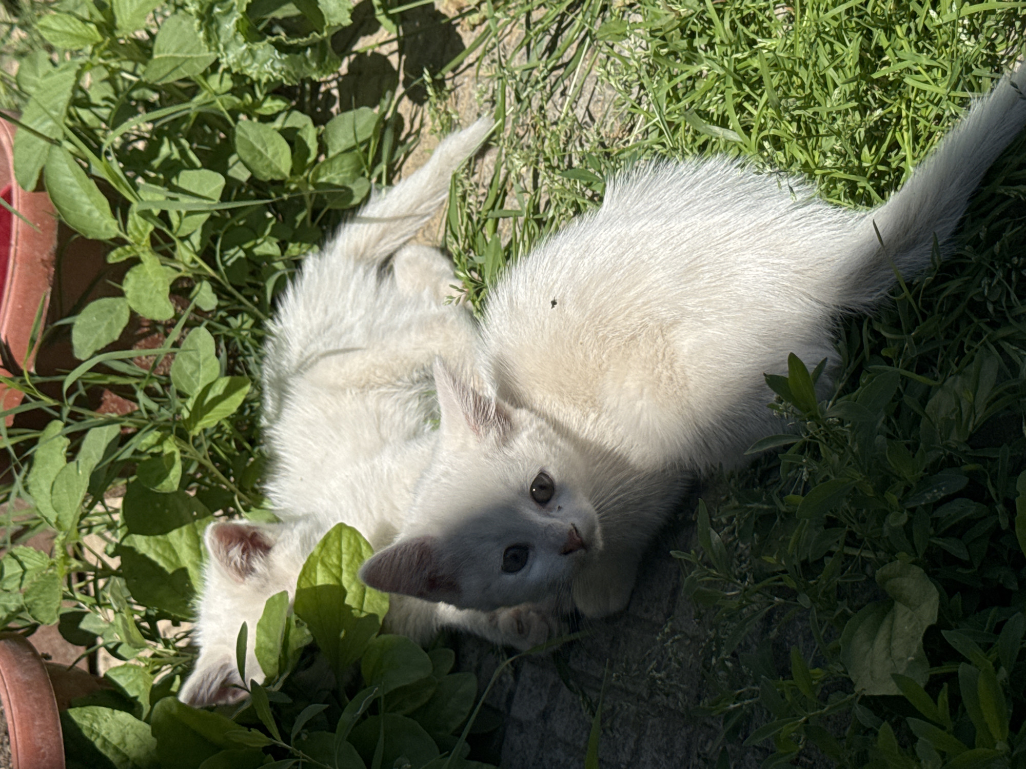 Two white kittens lie in a garden patch in Dermantsi, Bulgaria. The kittens are resting amongst green plants and grass. One kitten is looking directly at the camera. A portion of a red flower pot is visible. Patches of sunlight illuminate the scene.