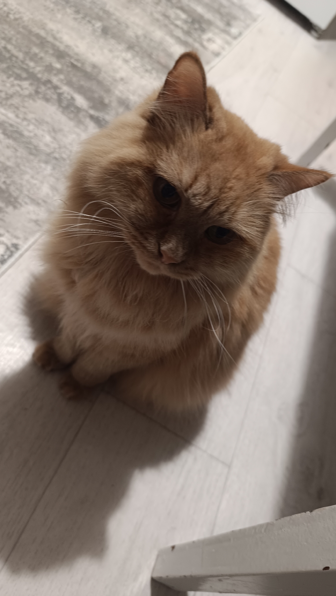 A fluffy orange cat is sitting on a light-colored floor with a striped rug in the background. The cat is looking down and to the left, with its ears perked up. Sunlight casts a shadow of the cat onto the floor. The scene appears to be indoors. There is no indication of the city of Chaikovsky, Russia, in the image or its context.