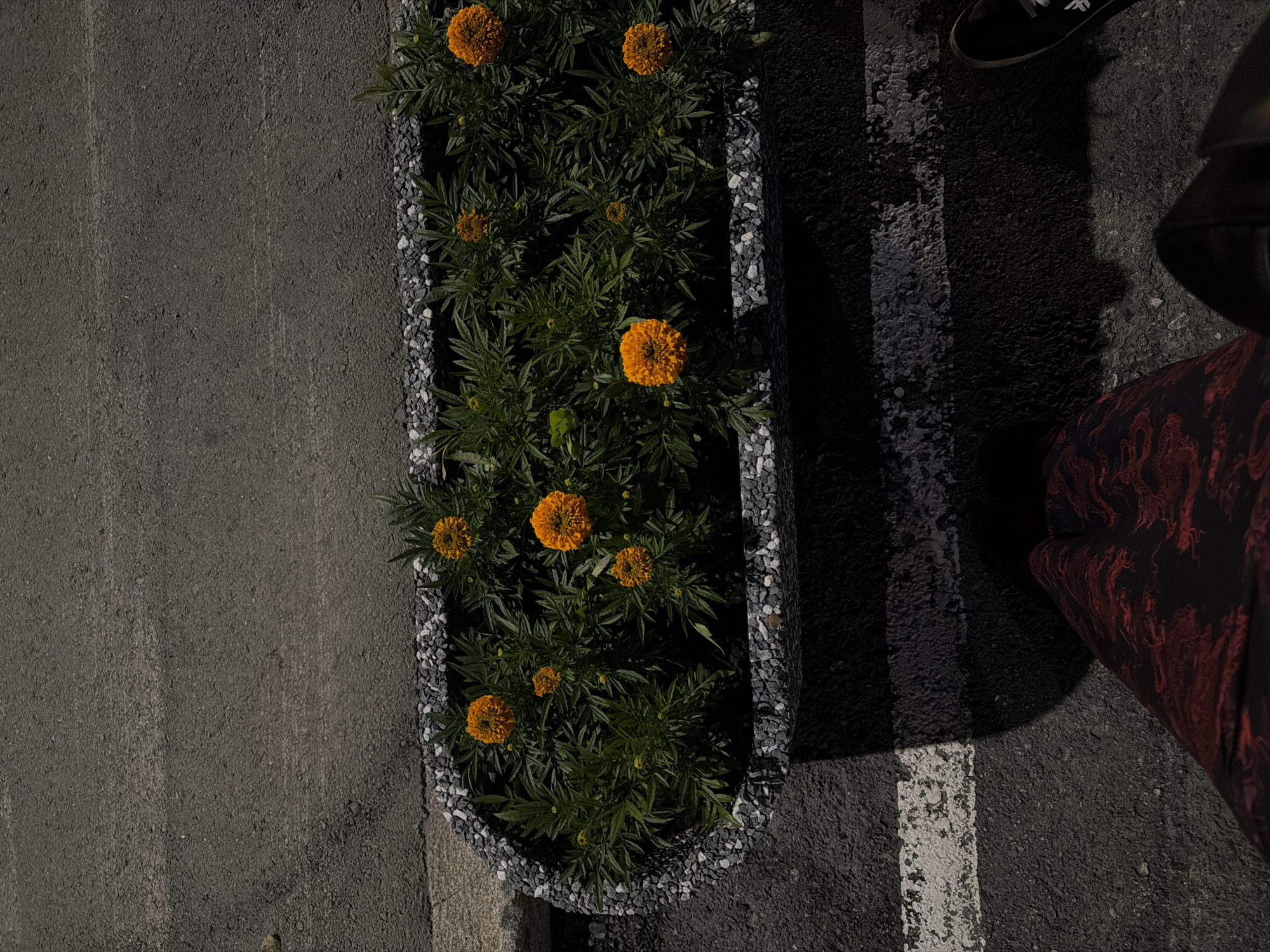 This is an eye-level, outdoor, medium shot of an oval-shaped planter filled with marigolds and set against an asphalt surface, likely in the city of Yekaterinburg, Russia. The planter is bordered by small, grey and white stones. The asphalt surface has a white line painted on it, suggesting it could be a sidewalk or part of a road. In the foreground, a person's legs are visible, clad in dark pants with a red, intricate pattern. The person is wearing black shoes. Shadows are cast across the asphalt, indicating it is daytime and sunny. The scene is captured from a high angle, looking down into the planter and towards the ground.