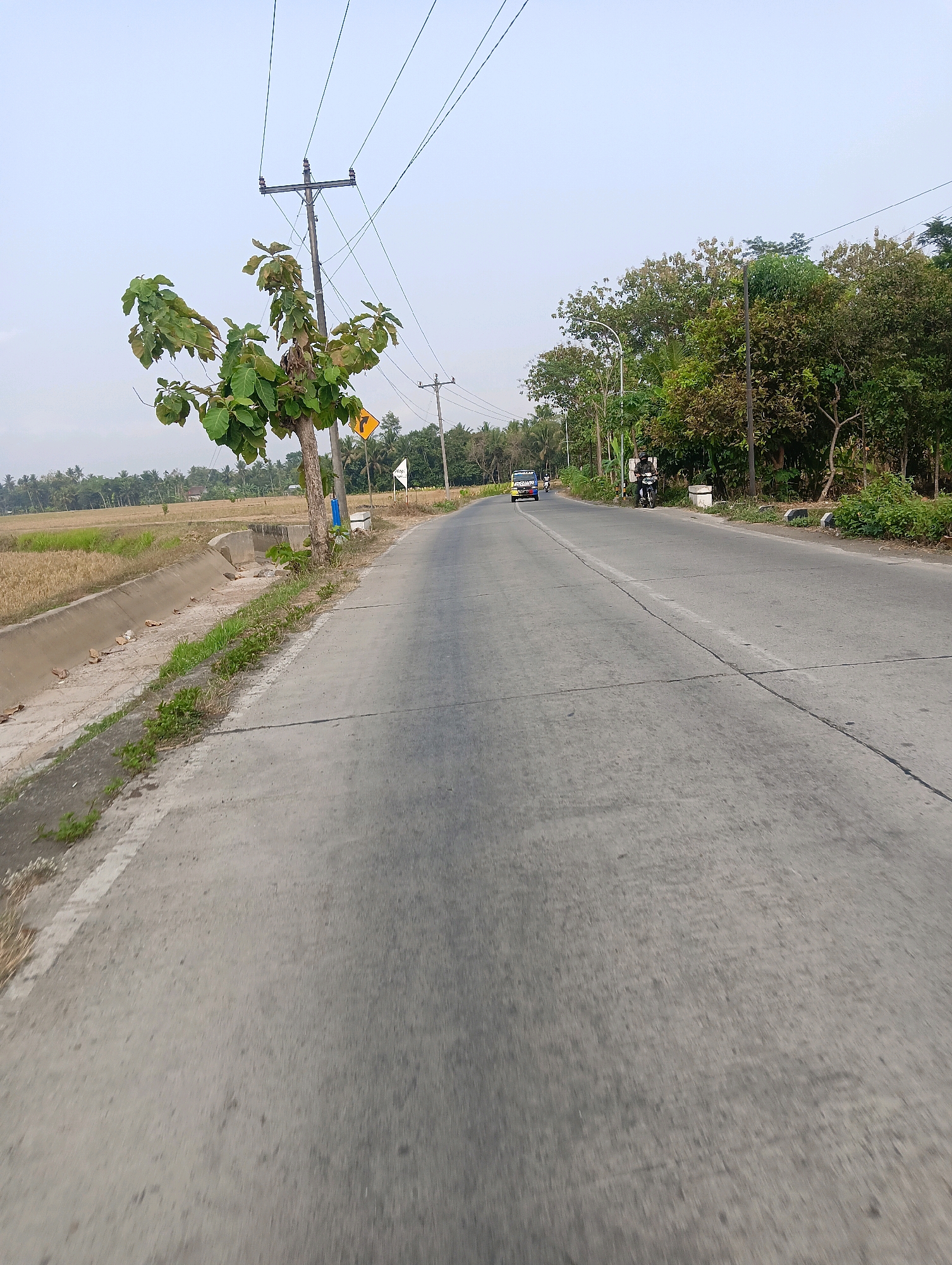The image shows a paved road in Pelumutan, Indonesia. The road is bordered by a dry rice field on the left and a dense line of trees on the right. There are utility poles with power lines running overhead. A young tree with green leaves is growing near a utility pole on the left side of the road. In the distance, a yellow van and a motorcycle are visible on the road. The sky is overcast.