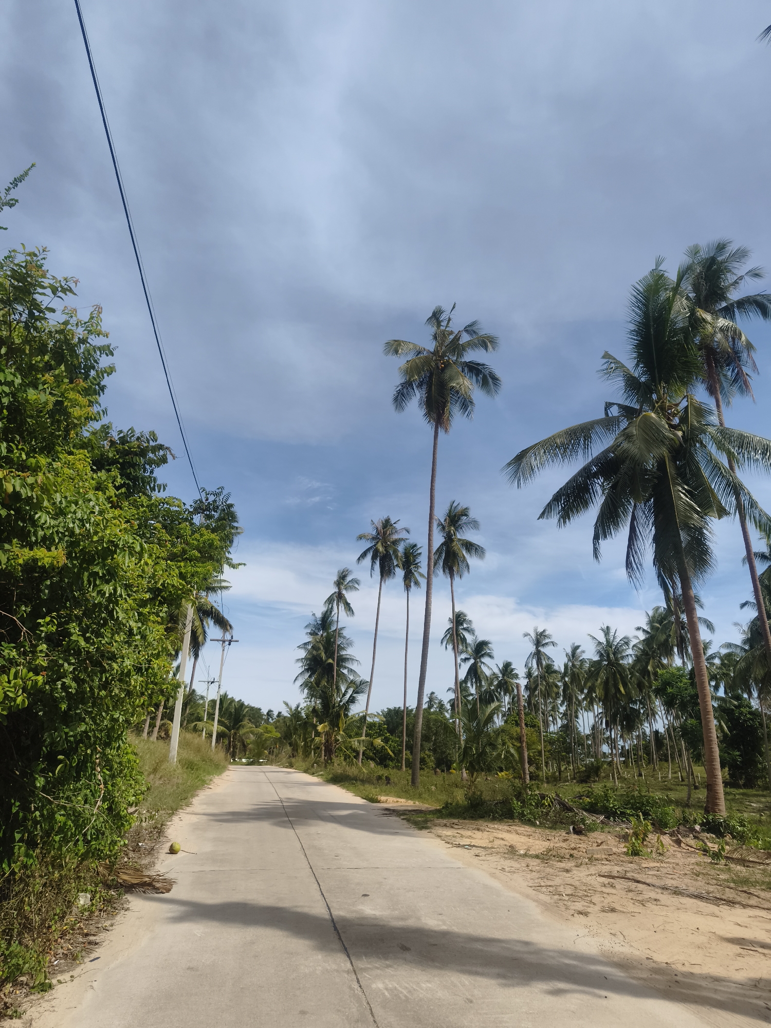 A low-angle shot captures a straight, gray concrete road running through a tropical landscape, potentially located in Baan Tai, Thailand, though this cannot be confirmed forensically from the image. The road is flanked on both sides by lush vegetation. To the left of the road is a dense thicket of green trees and foliage, while the right side features a grove of tall, slender coconut palm trees. The palm trees vary in size and density, with some spaced further apart, revealing more of the natural terrain underneath. Overhead, power lines stretch along the left side of the road, disappearing into the distance. The sky is a mix of blue and white, with patches of light clouds scattered across the horizon. A lone coconut sits on the roadside.